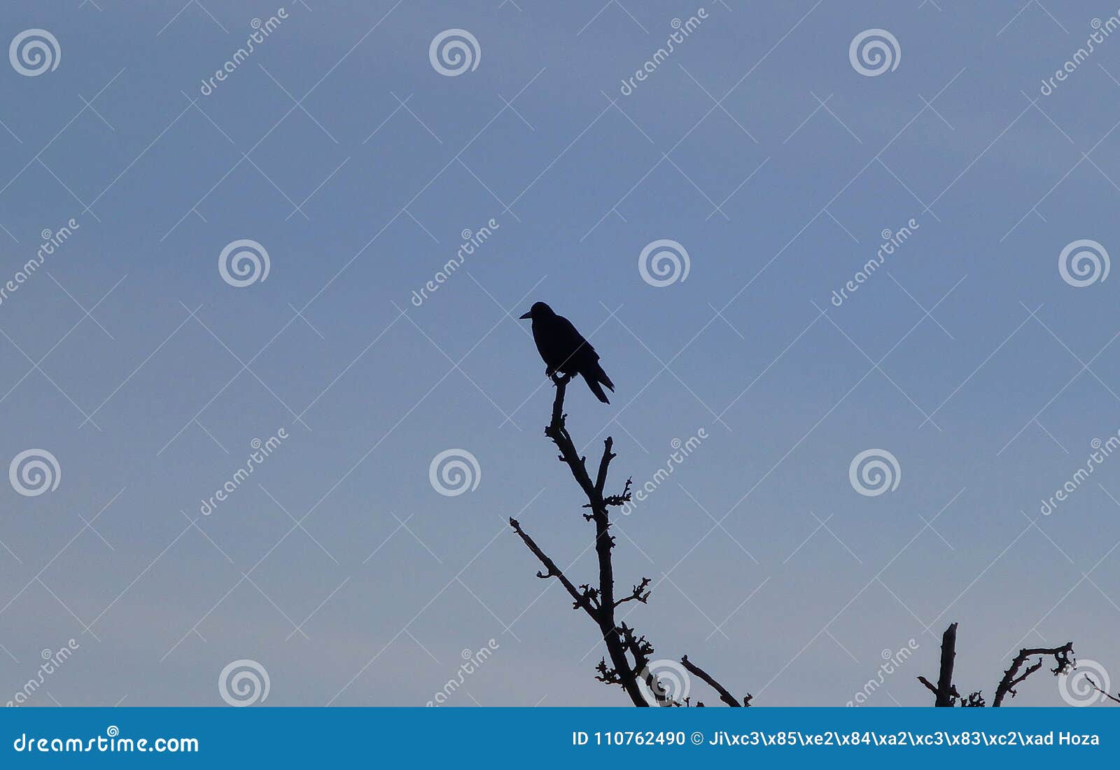 Large Black Bird Sitting On The Top Of The Tree Stock Photo - Image Of Animal, Bird: 110762490
