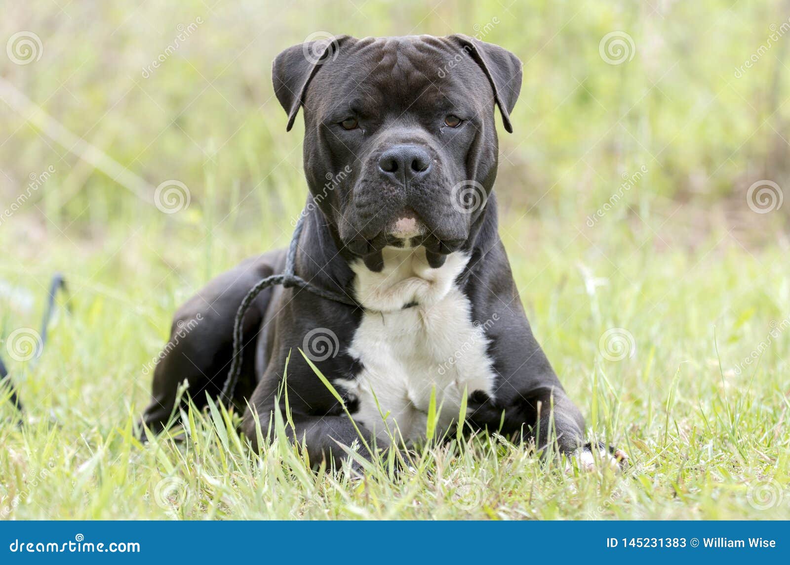 Large Black Cane Corso And Pitbull Terrier Mix Dog Stock