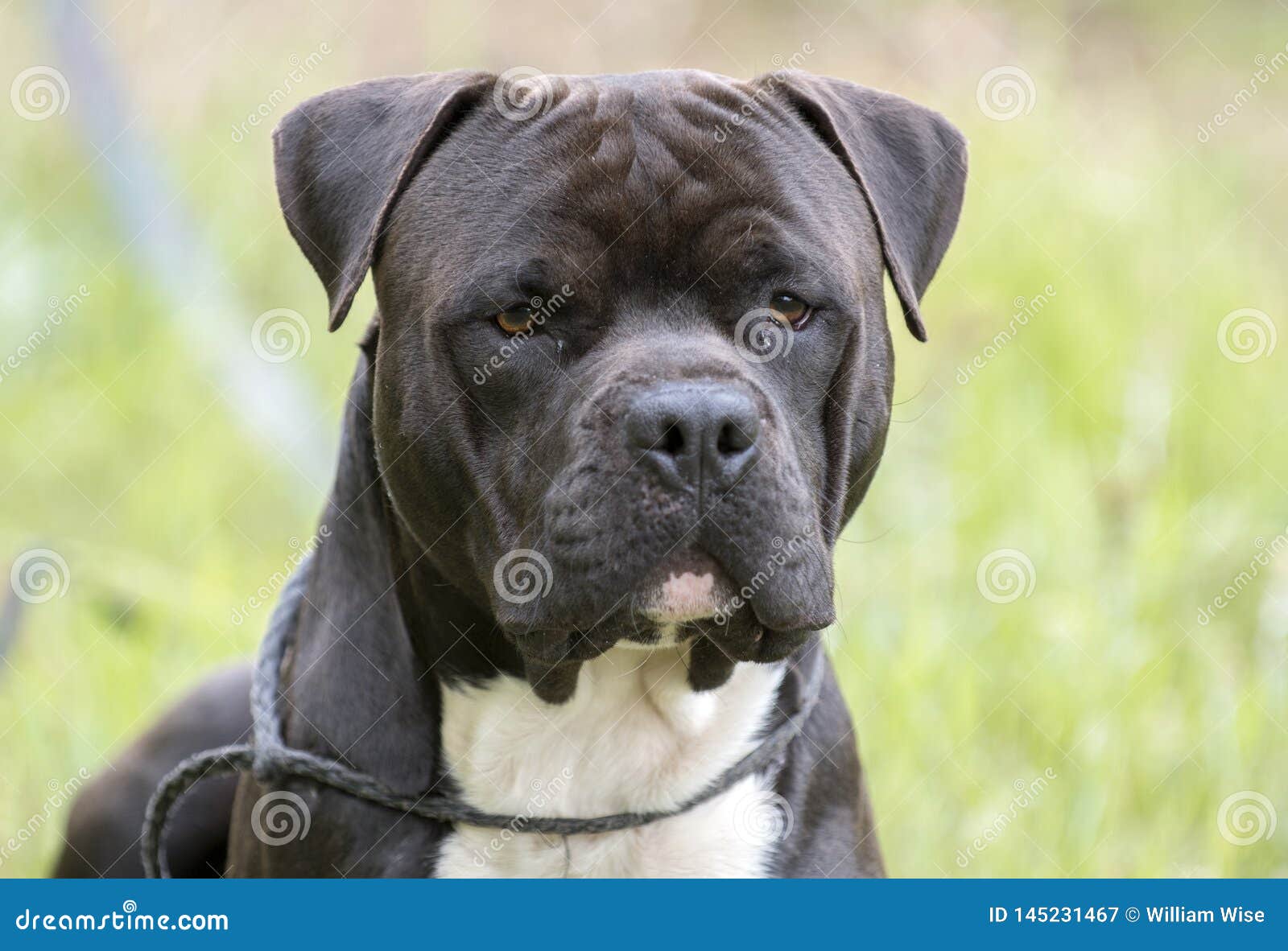 Large Black Cane Corso And Pitbull Terrier Mix Dog Stock Image