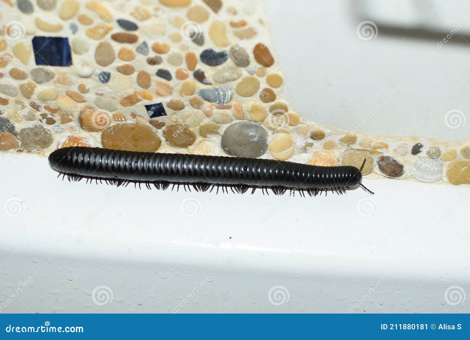 Big Fat Millipede Mardonius Parilis Crawling in the Bathroom Stock