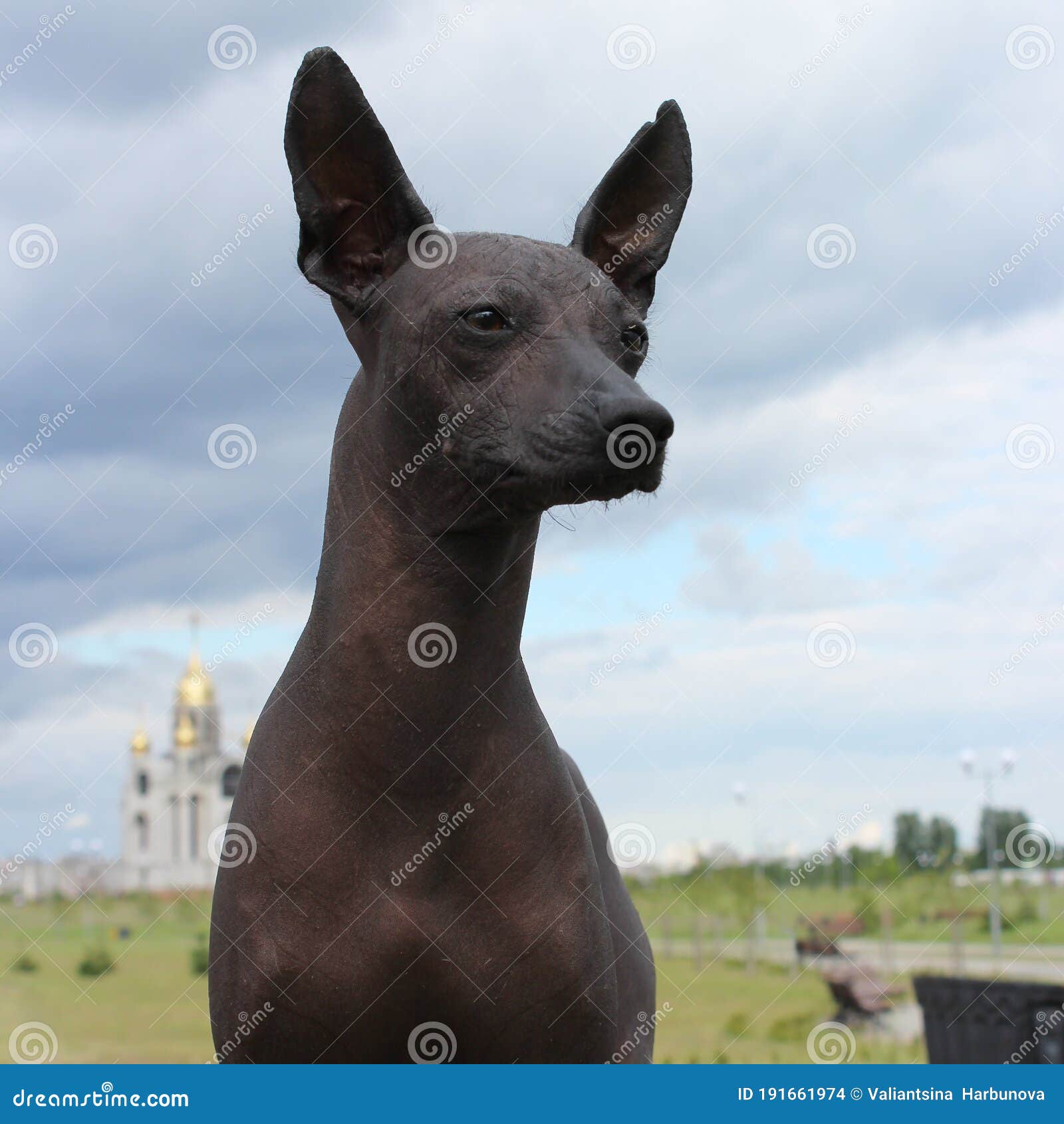 A Large Black Dog Looks Sideways Stock Photo - Image of meadow, isolated:  191661974