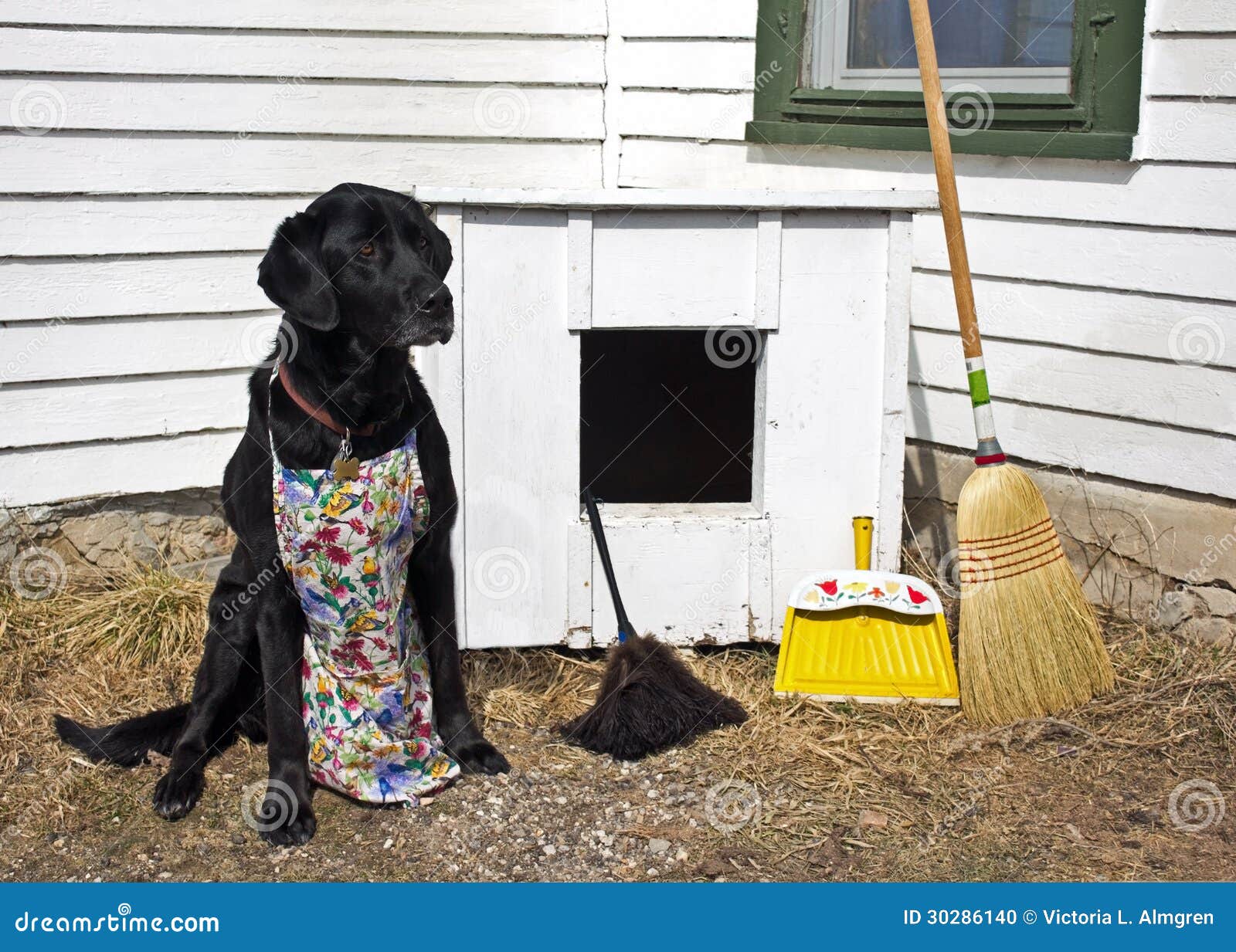 Spring Cleaning The Dog House Stock Photo - Image of house ...