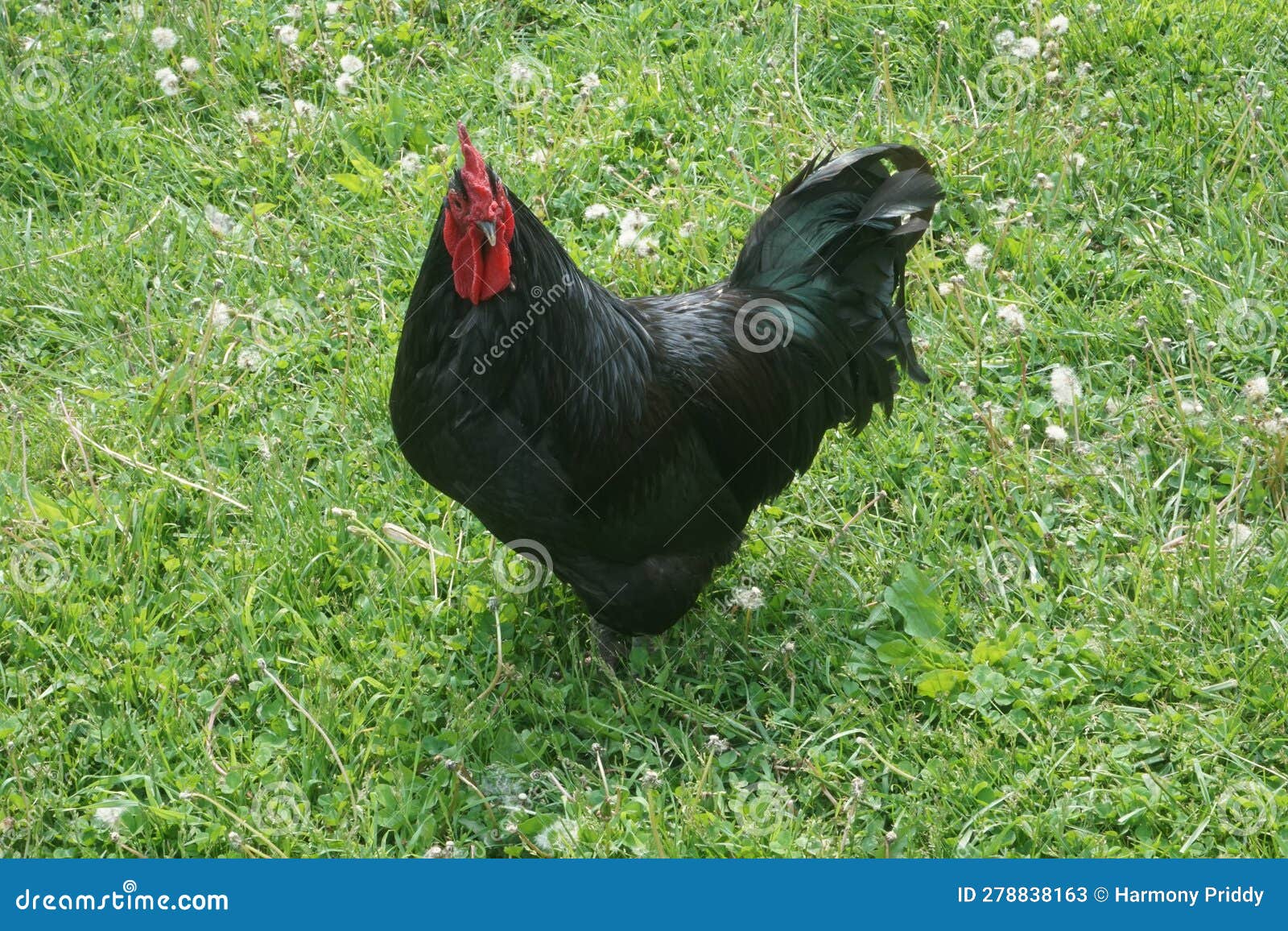 Large Black Rooster stock image. Image of bird, large 278838163
