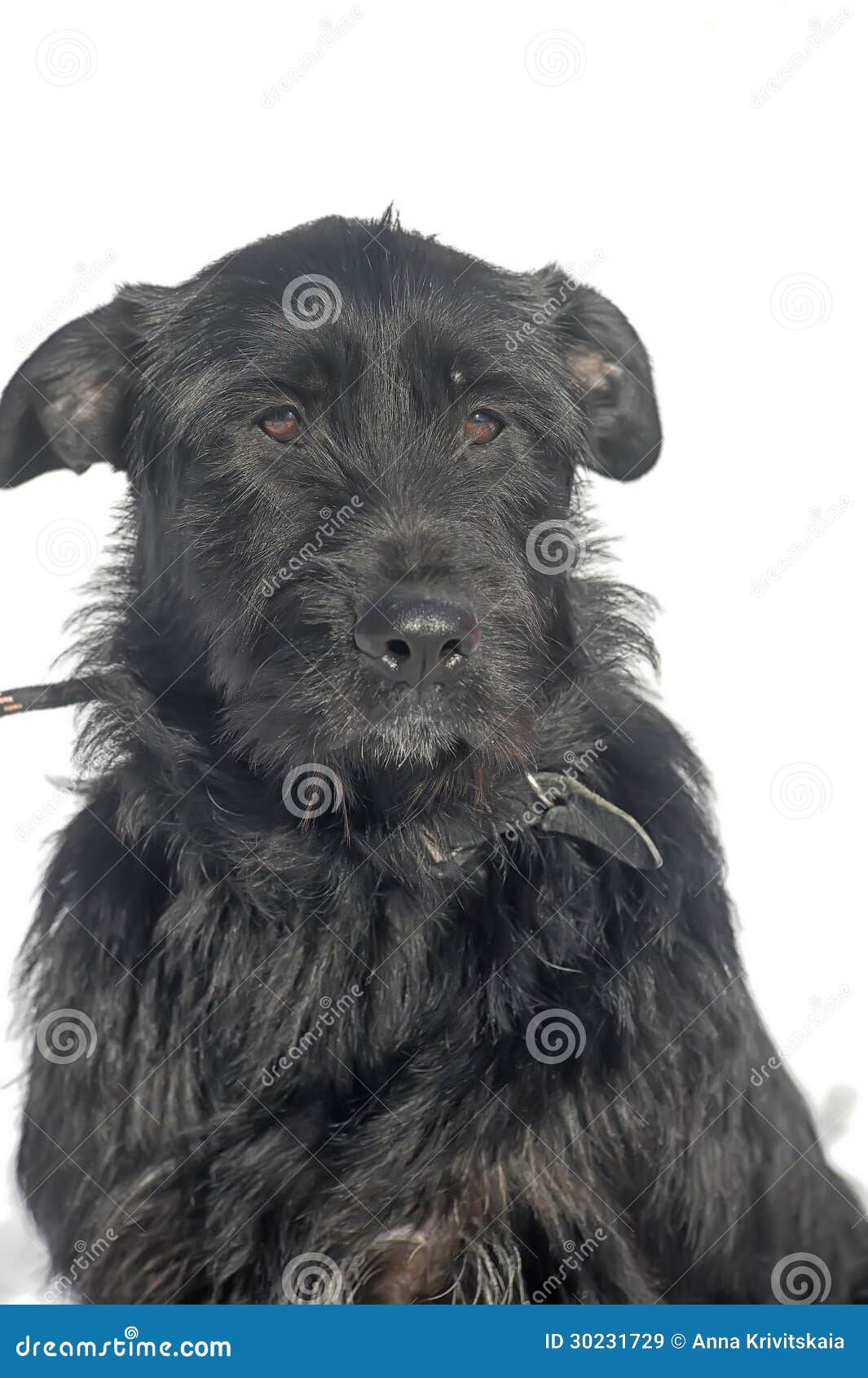 large black terrier