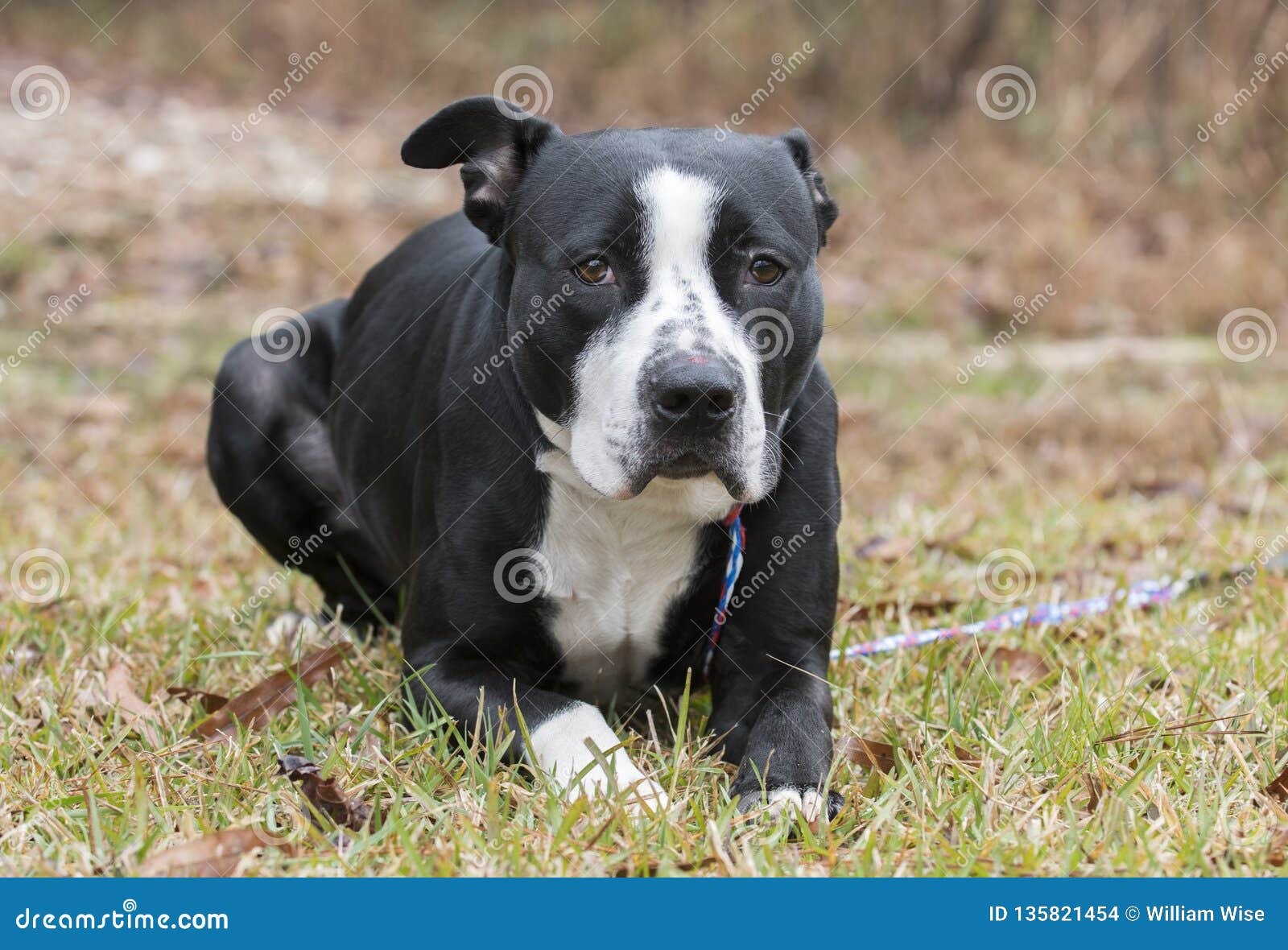 55+ American Bulldog Pitbull Mix Black