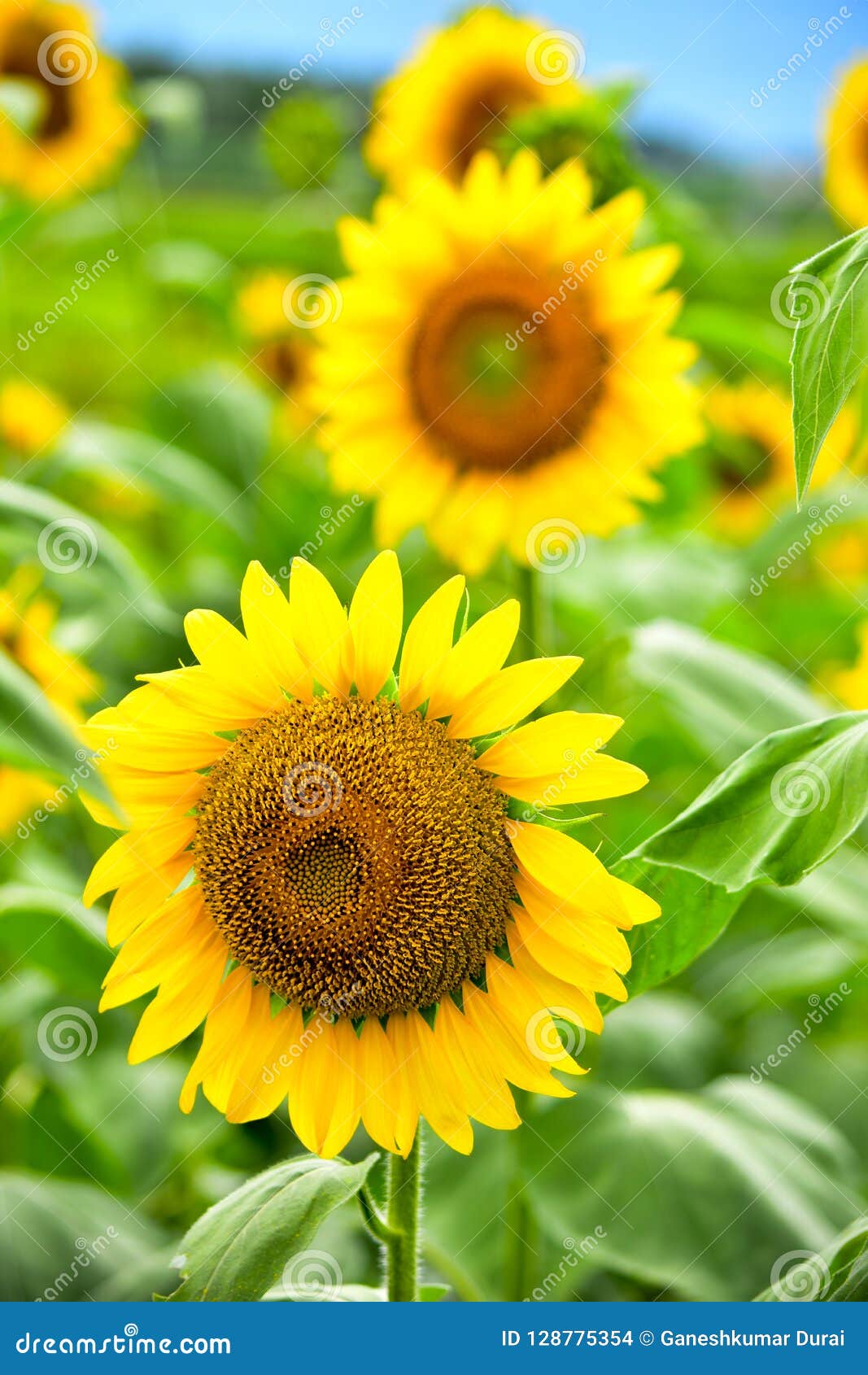 Large Bloom Sunflower Seeds Stock Photo Image of closeup, dusk 128775354