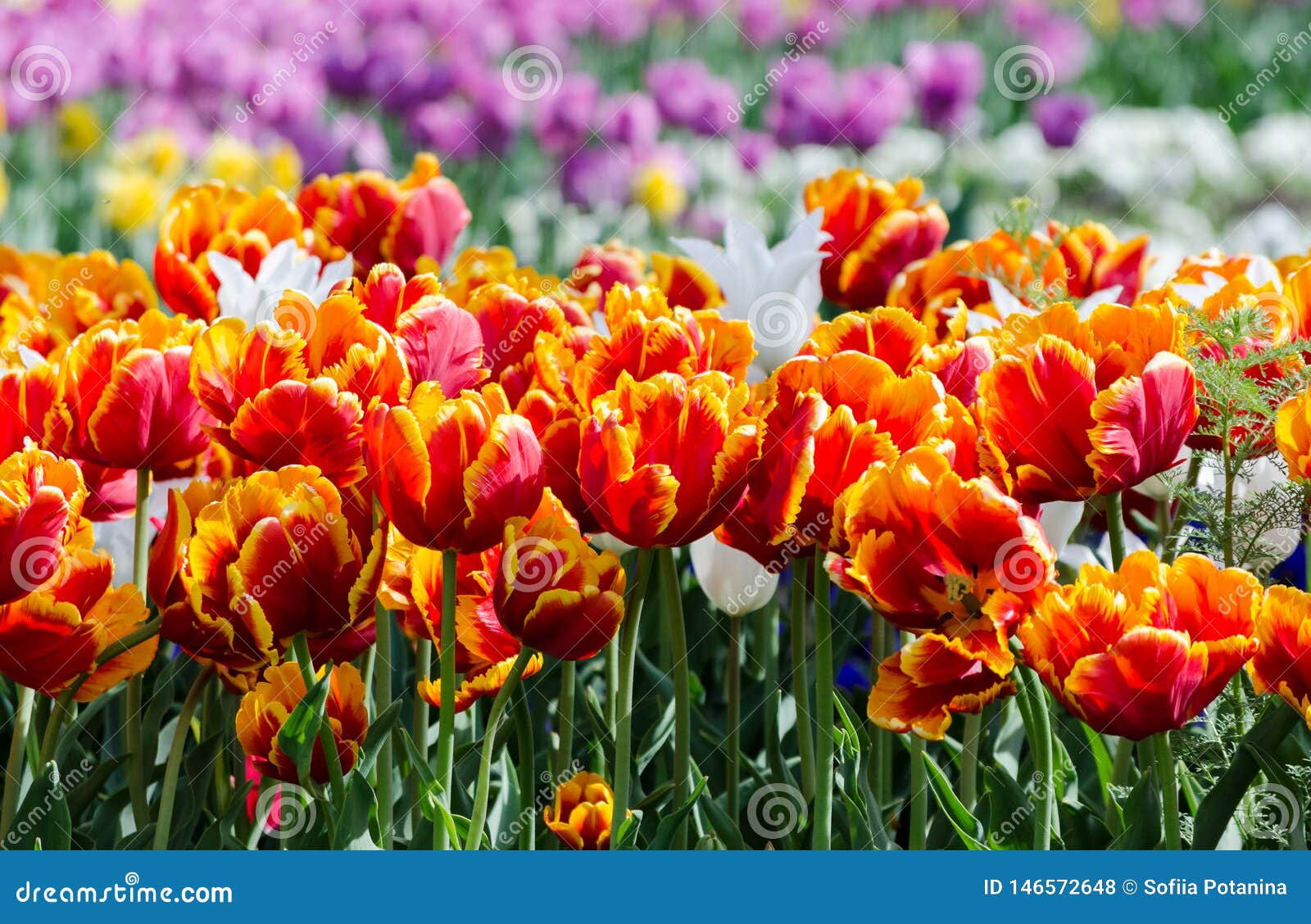 Large Blooming Flower Bed with Scarlet Red and Yellow Hybrid Tulips ...