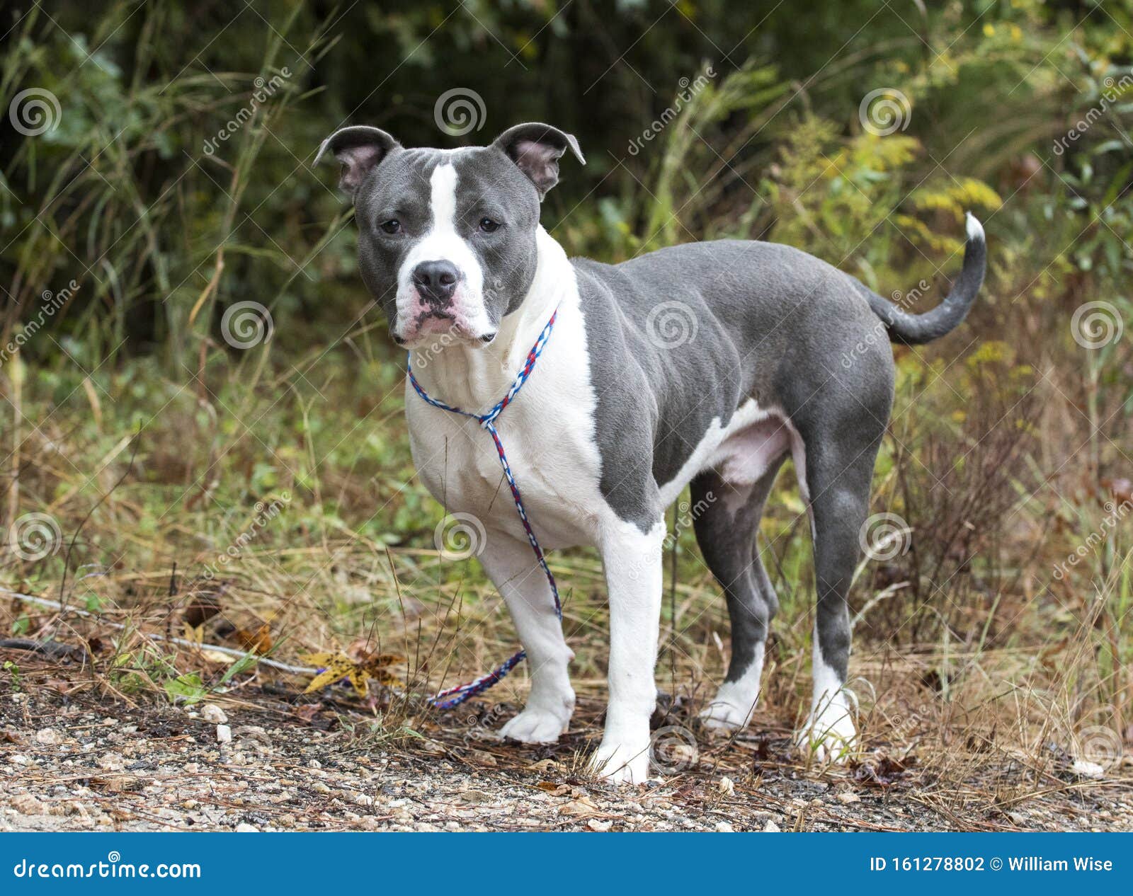 blue pit mastiff