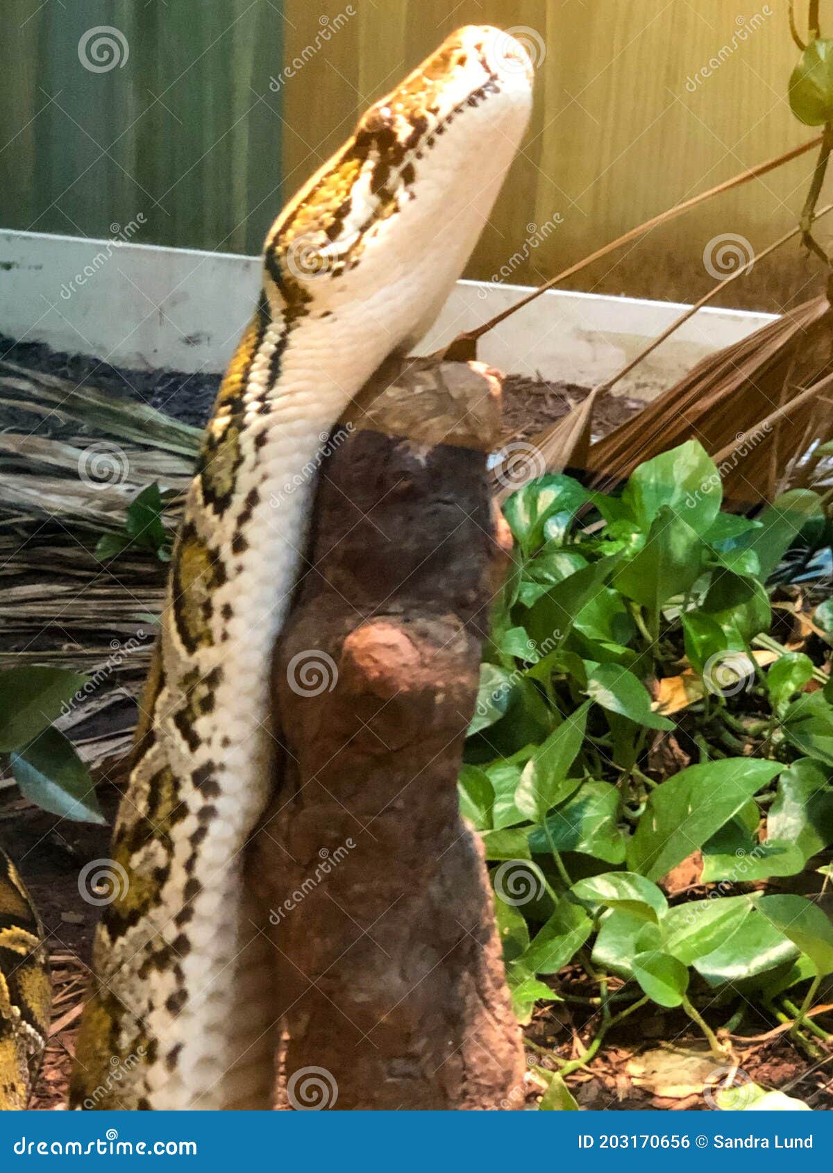 large boa constrictor snake resting on stick