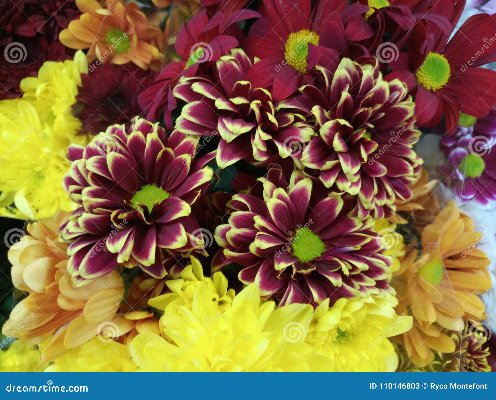 Vibrant Hand Picked Flowers Stock Image Image of bouquet, hand 110146803