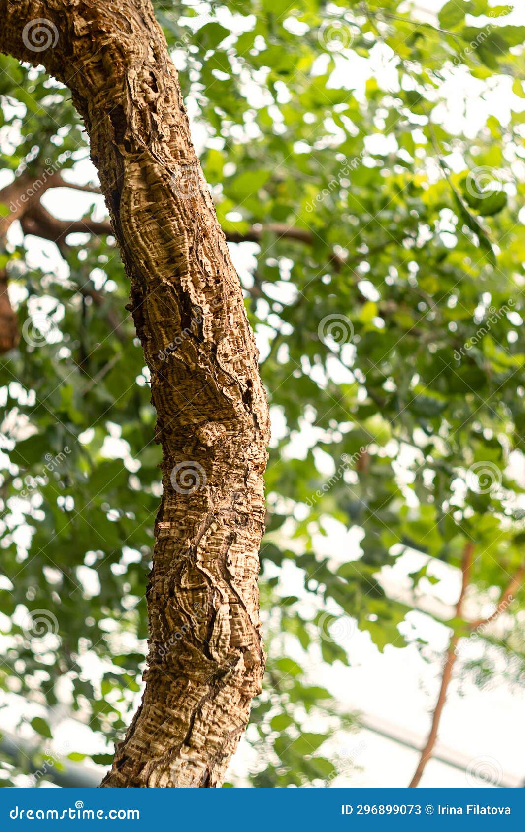 A Large Branch and Leaves of a Cork Oak Tree. Quercus Suber L. Stock