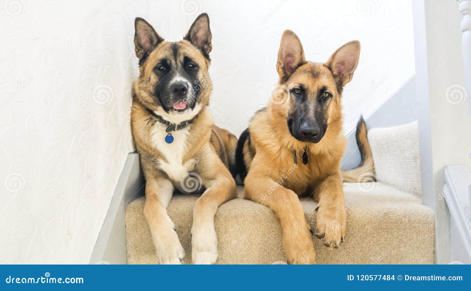 large breed puppies and stairs