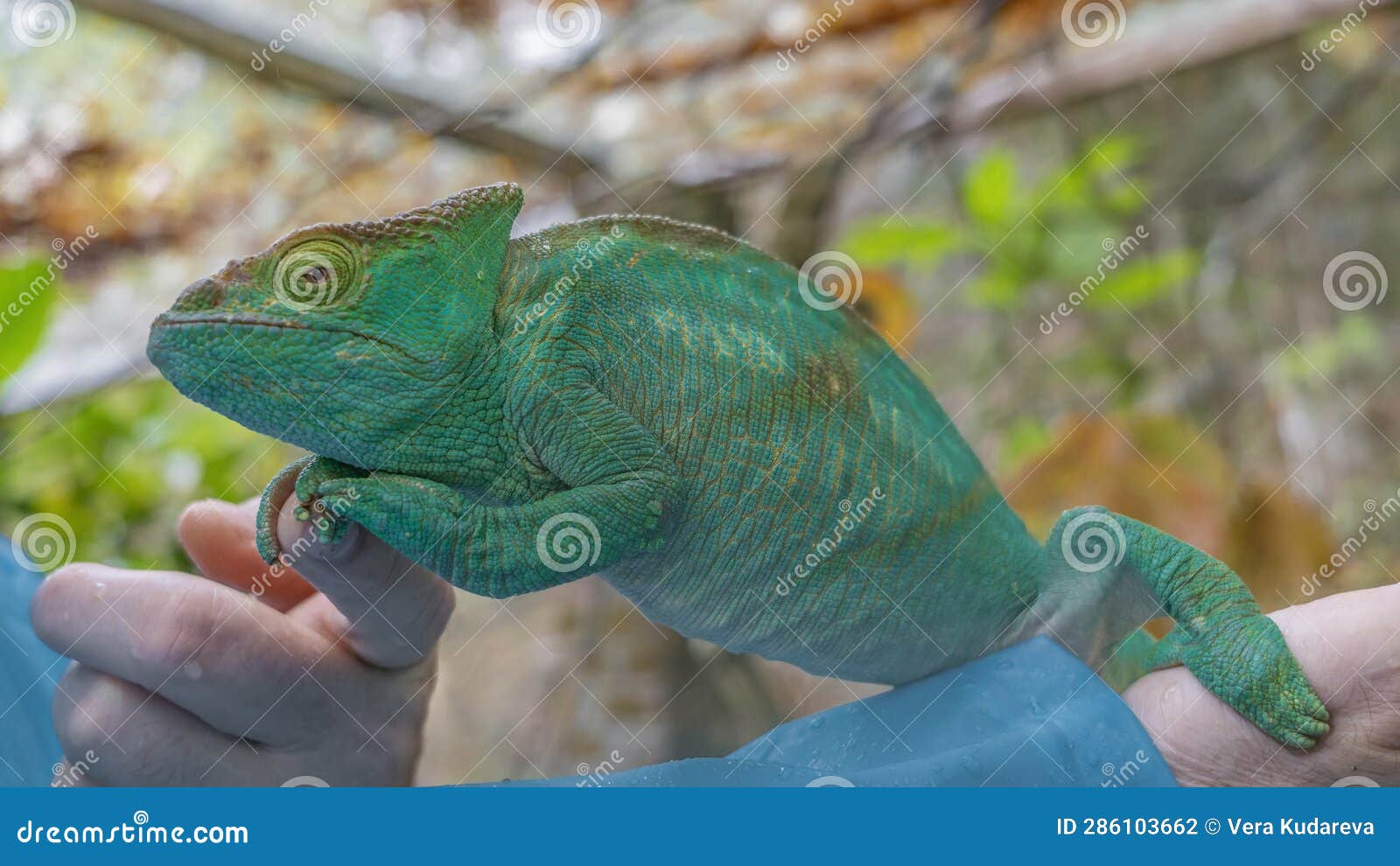 a large bright green chameleon calumma globifer sits on a man's arm.