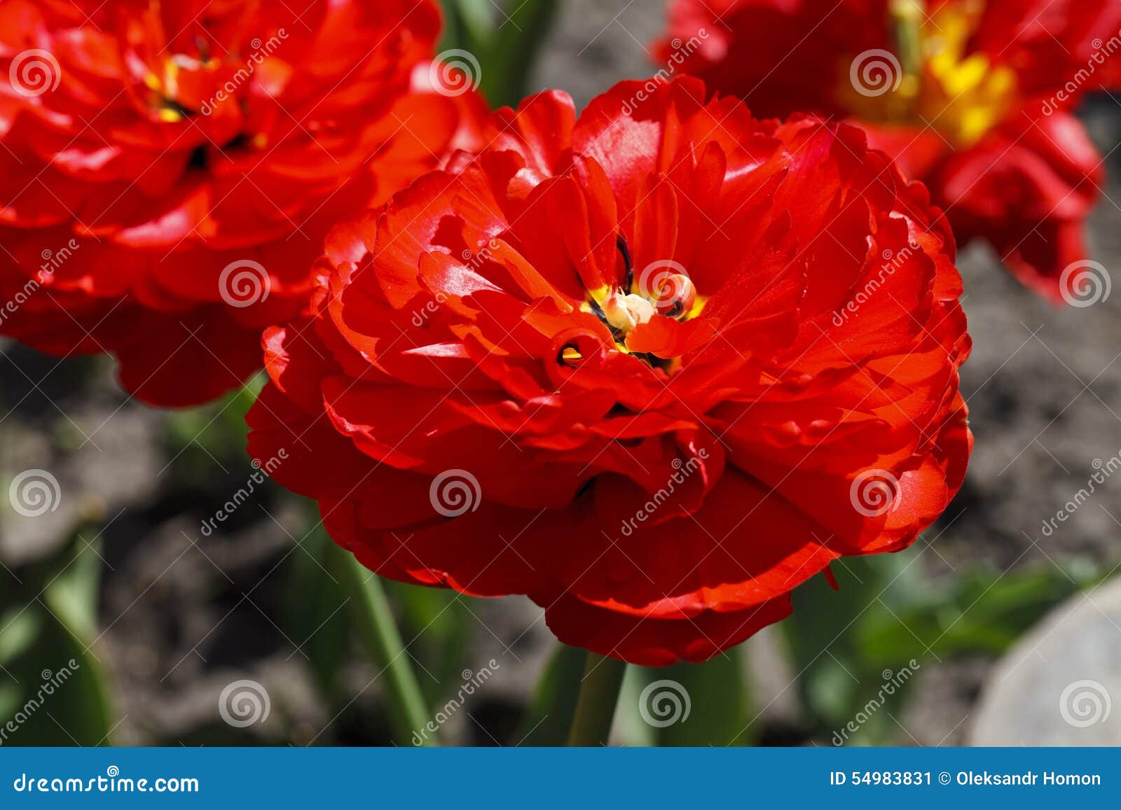 Large, bright red flower stock image. Image of climate 54983831