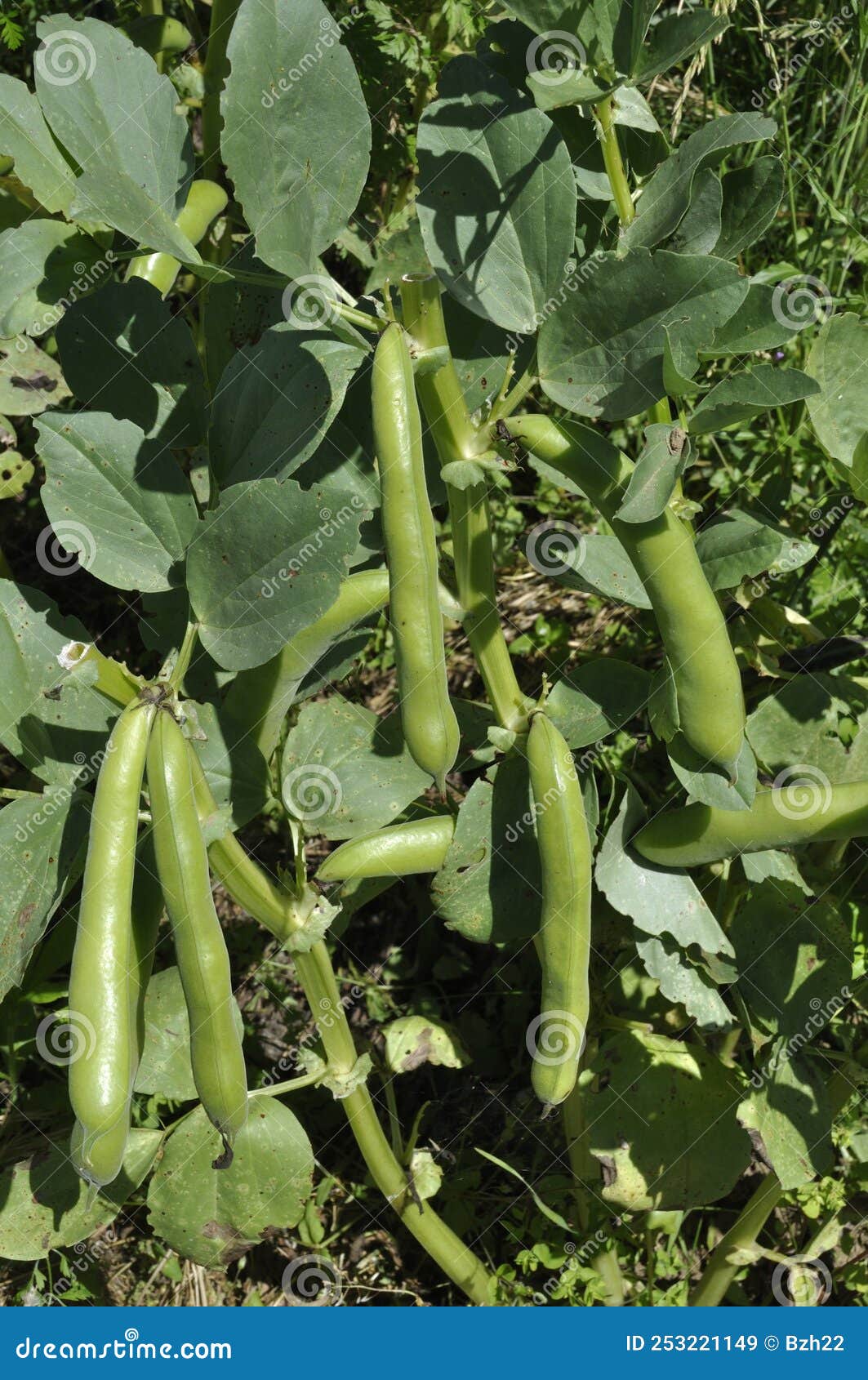 Large Broad Bean Pods in a Garden Stock Image Image of garden, spring