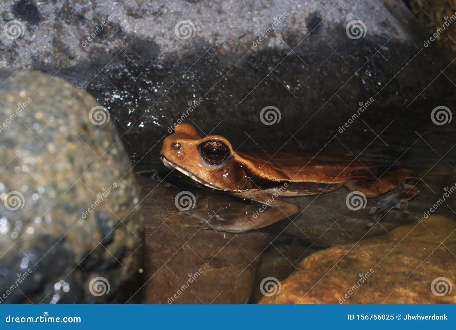 a large brown cane toad, rhinella marina, hiding in the water