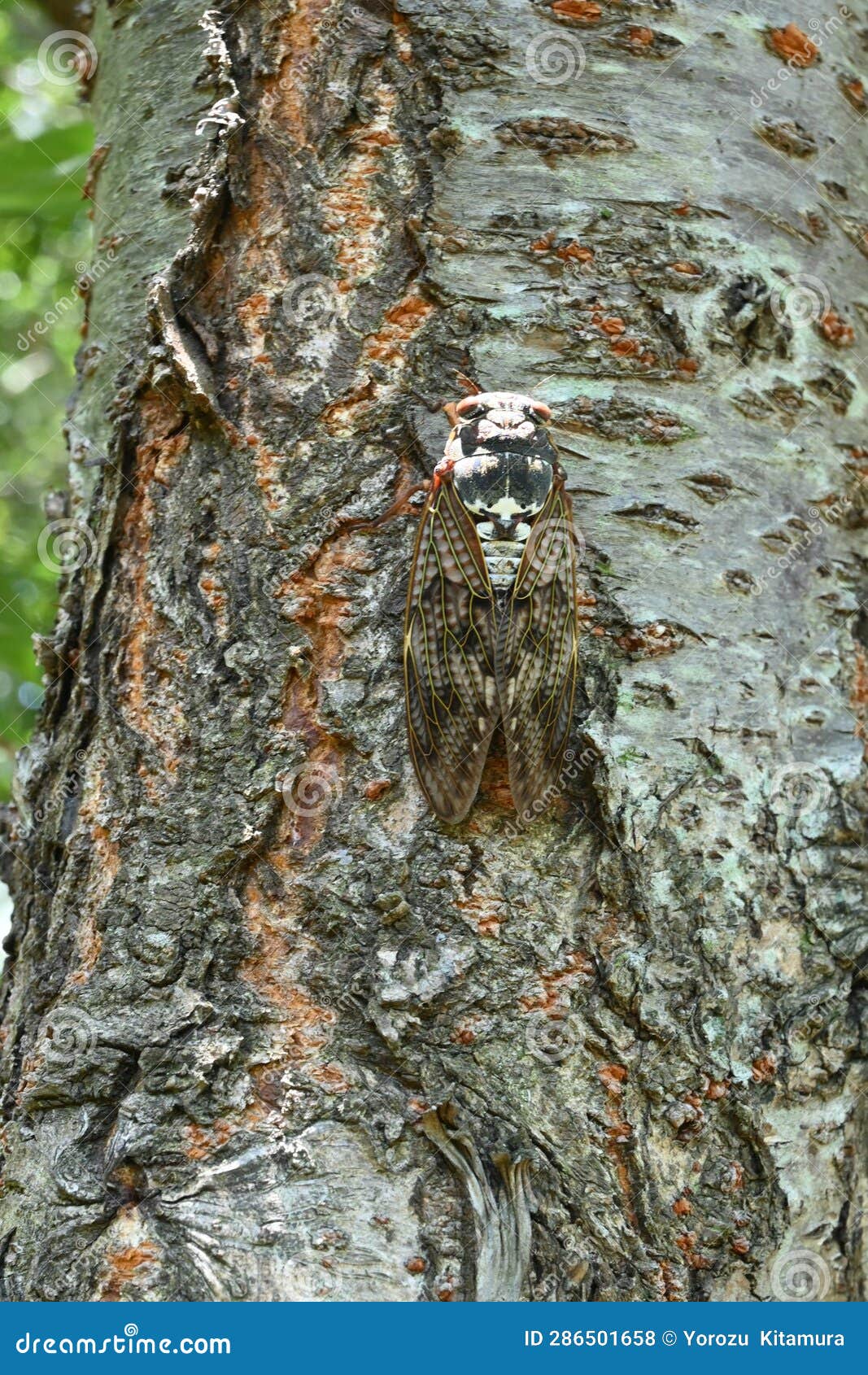 Large Brown Cicada ( Graptopsaltria Nigrofuscata ). Stock Photo - Image ...