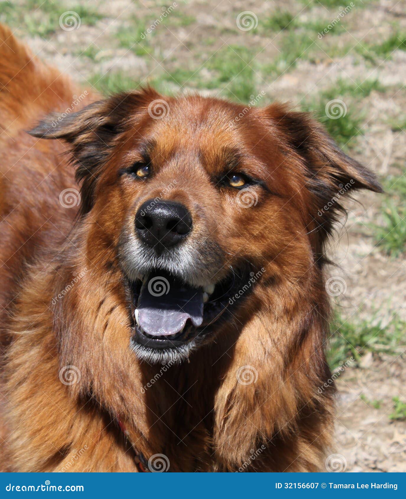 Large Brown Dog Looking Happy Stock Image Image of yard, happy 32156607