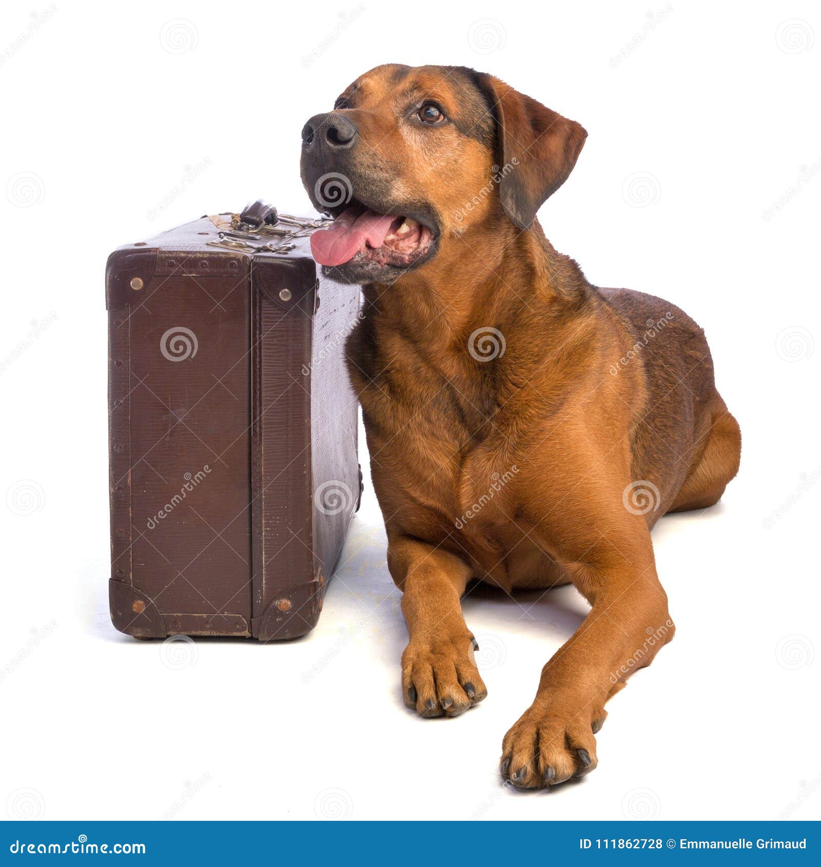 Large Brown Dog With Short Hair With Suitecase Stock Photo Image
