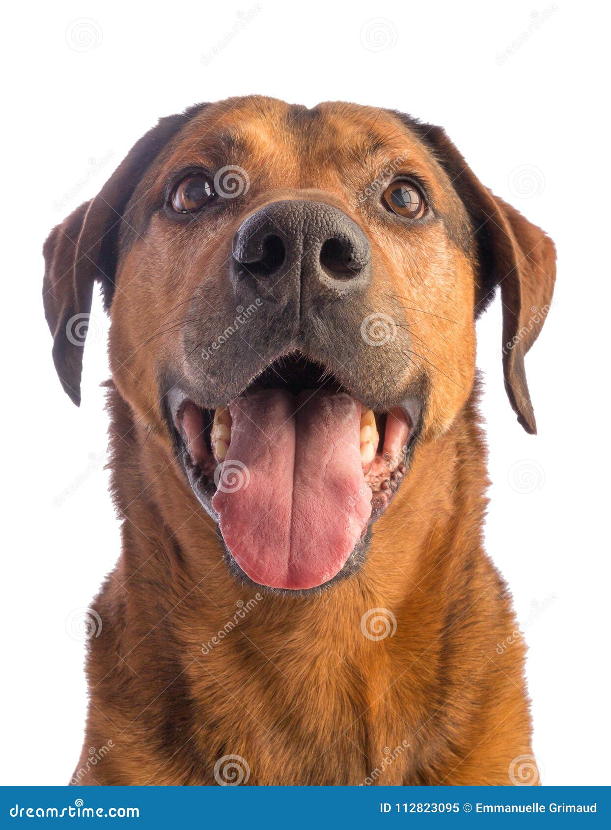 Large Brown Dog with Short Hair Stock Image - Image of brown, white:  112823095