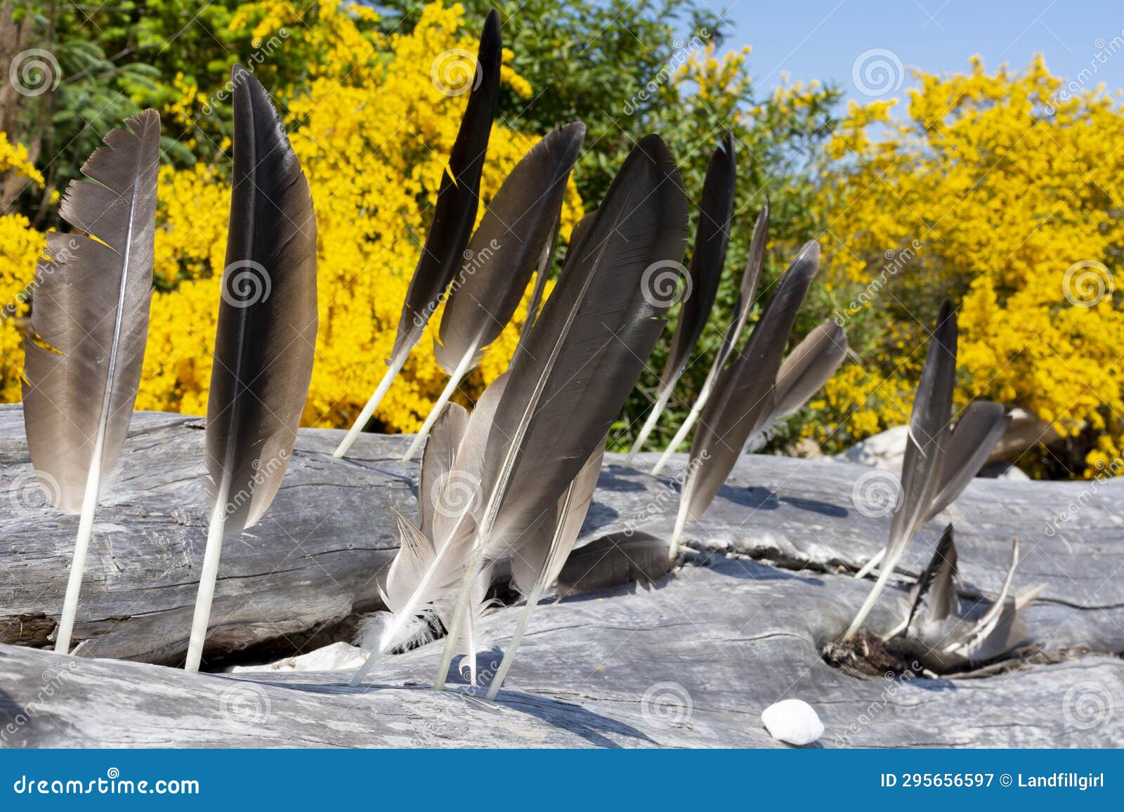Large Brown Eagle Feather and Driftwood Log Stock Image Image of hawk