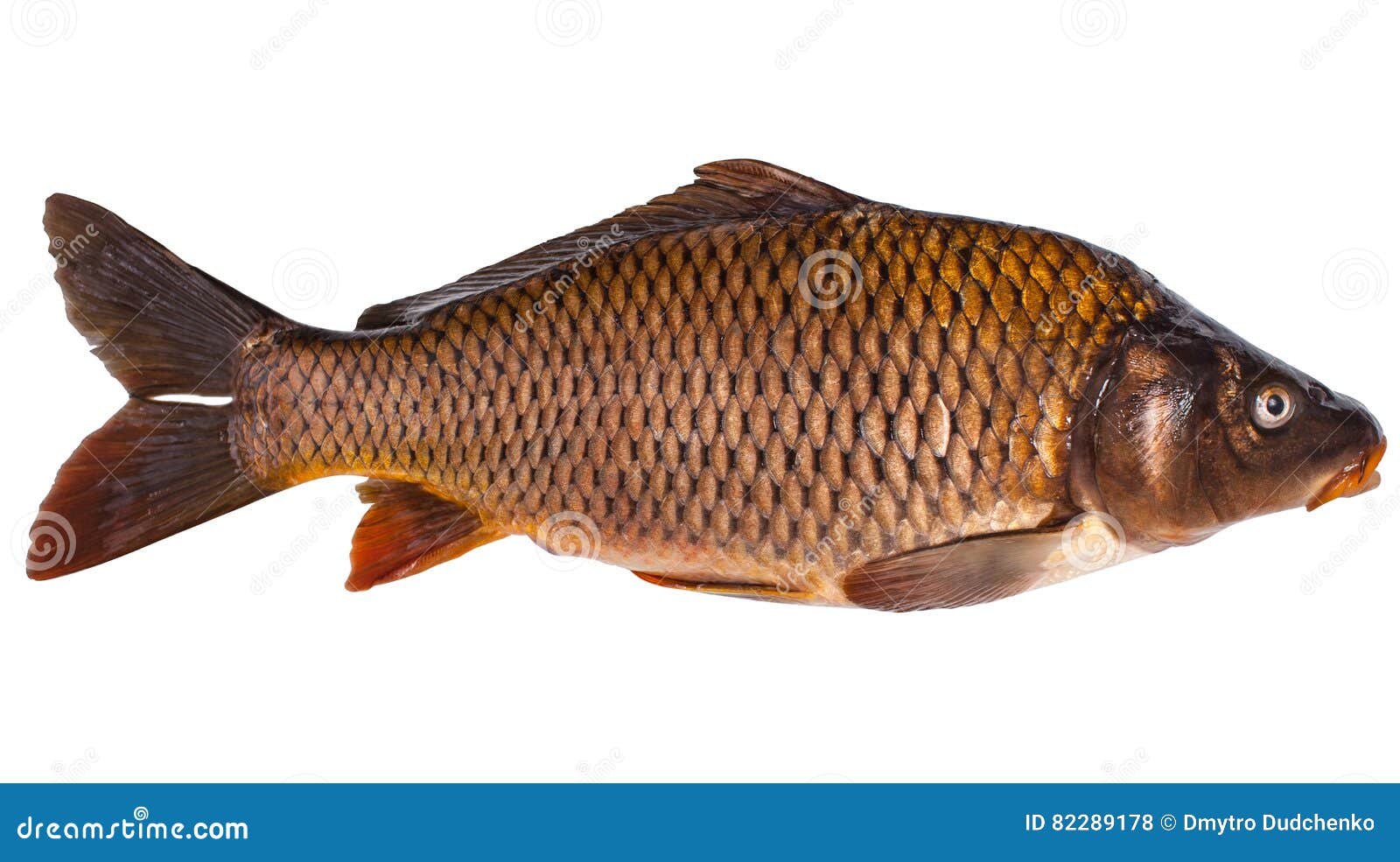 Large, Brown, Fresh-caught Freshwater Carp. Stock Photo - Image of head,  animal: 82289178