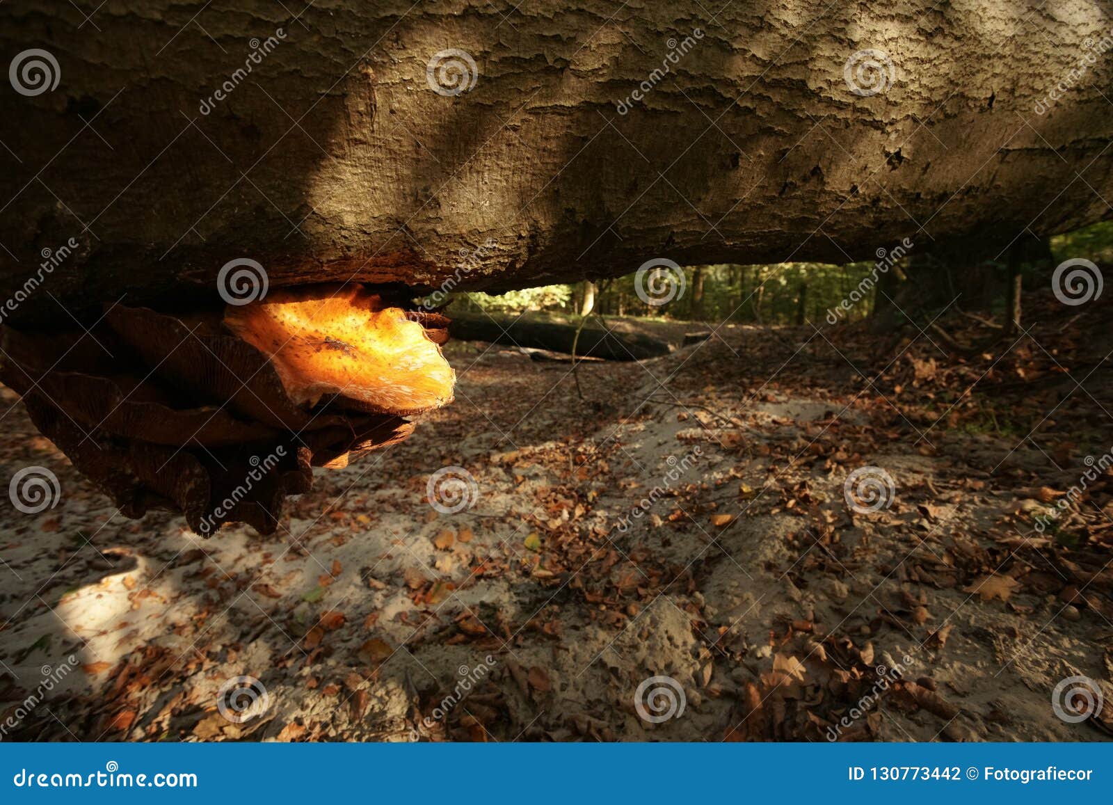 large brown fungus grows at the bottom and side of a large fallen tree trunk