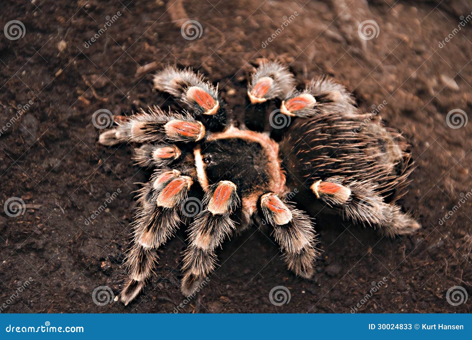 Tarantula stock image. Image of exotic, camouflaged, poisonous - 30024833