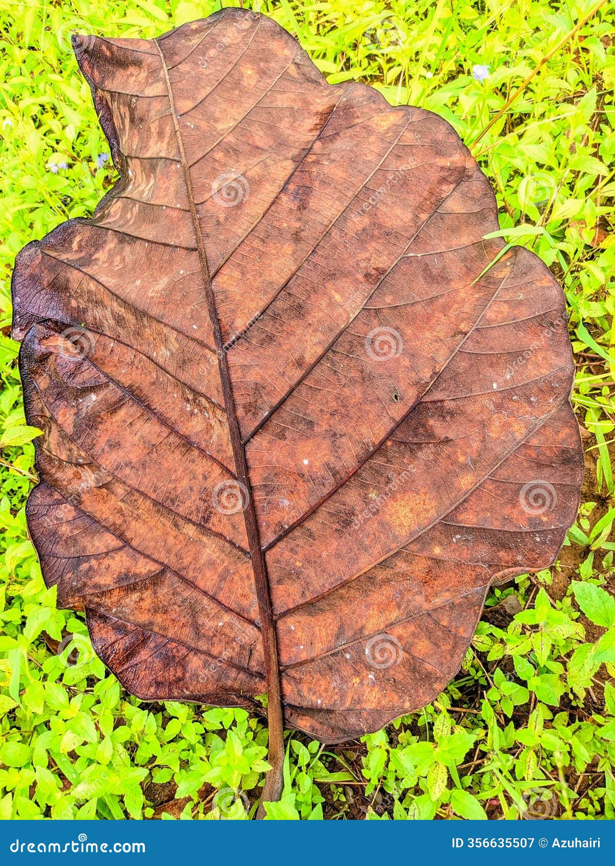giant dry leaf on green grass