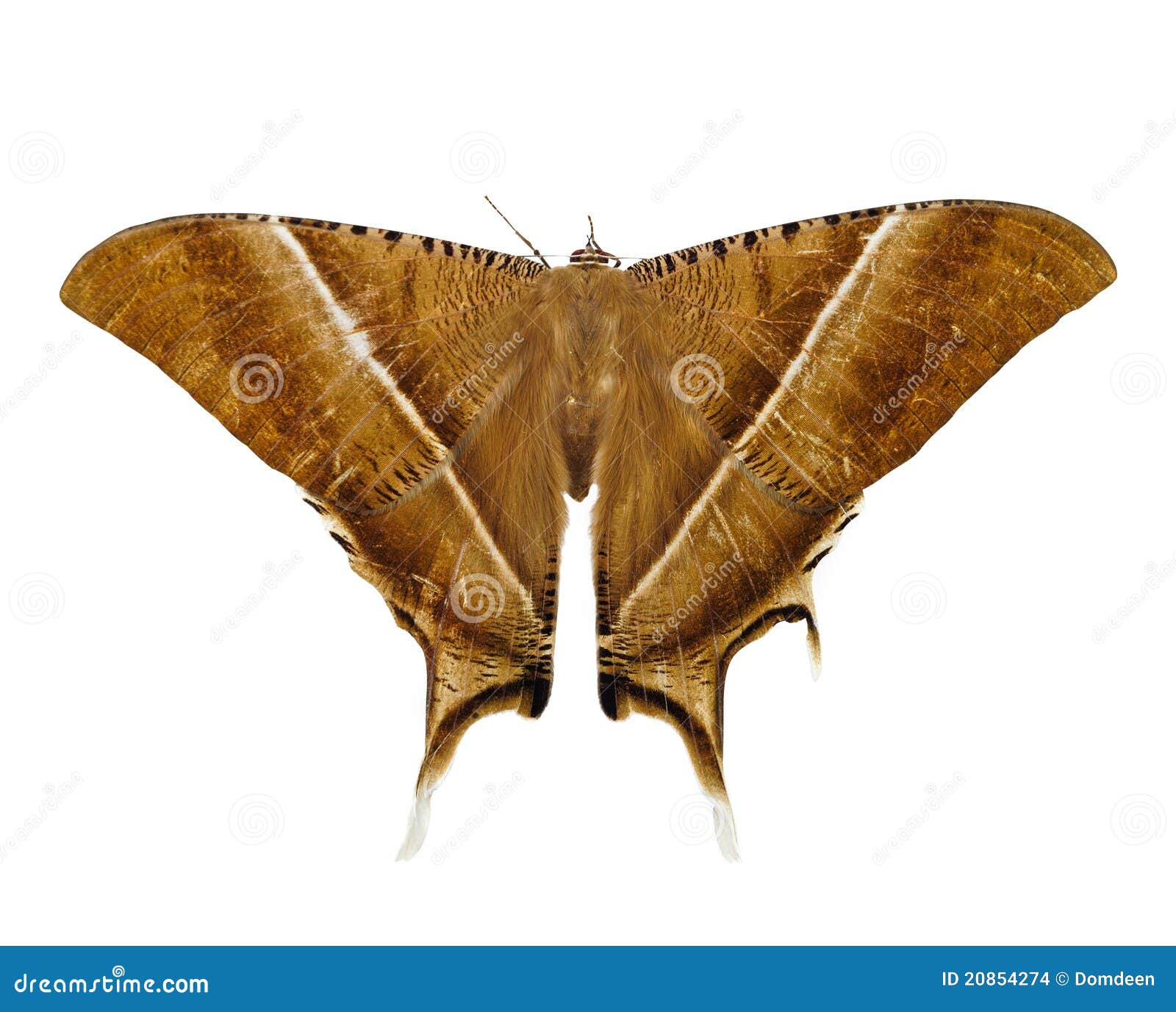 A large brown moth stock photo. Image of nature, hawk 20854274