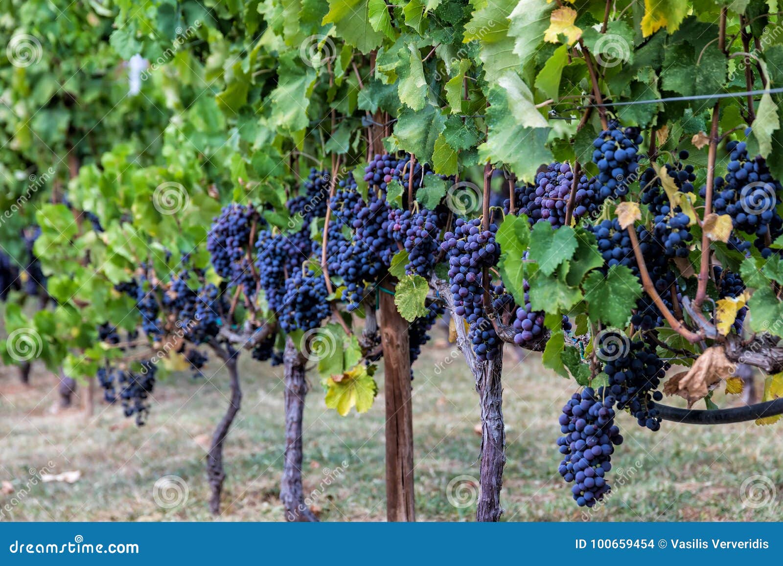 large bunche of red wine grapes hang from a vine.