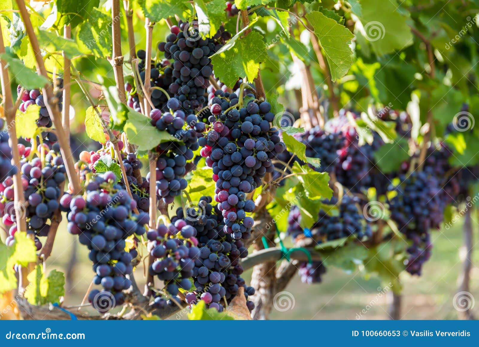 large bunche of red wine grapes hang from a vine.