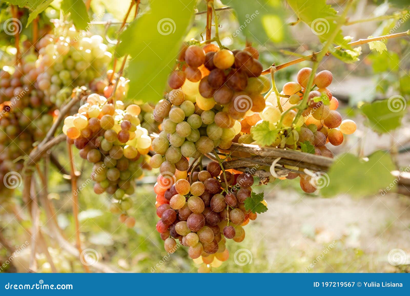 large bunche of red wine grapes hang from a vine. ripe grapas
