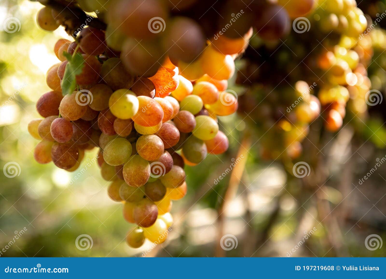 large bunche of red wine grapes hang from a vine. ripe grapas