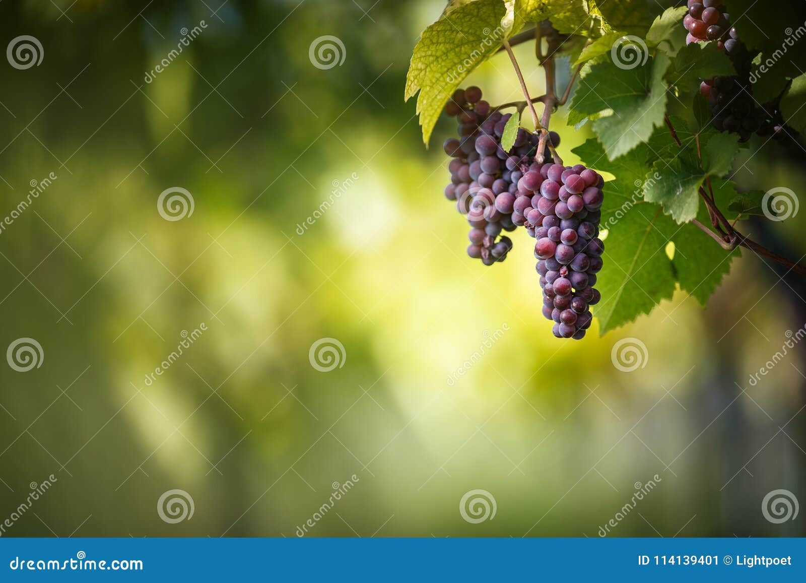 large bunches of red wine grapes hang from an old vine