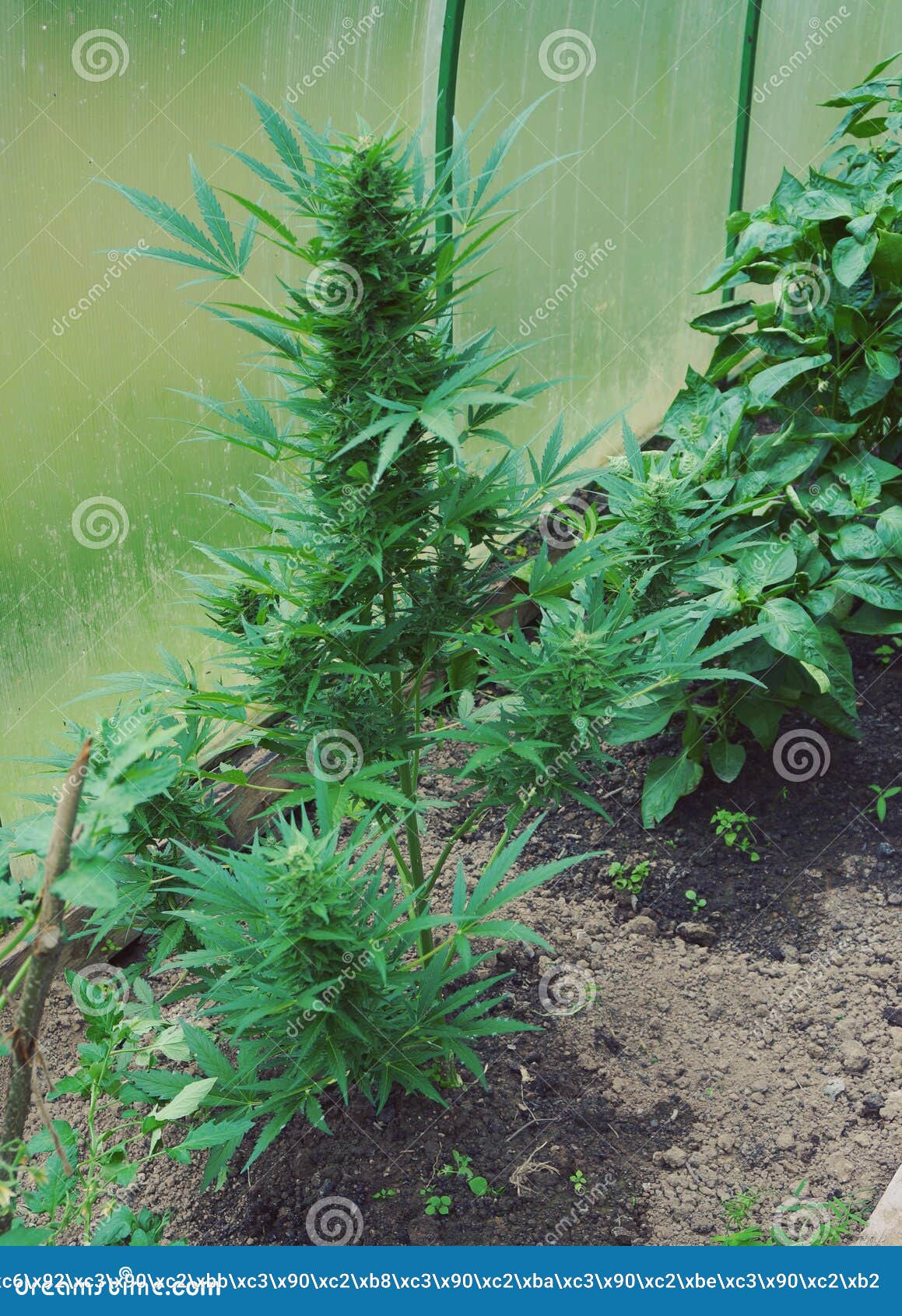 Marijuana stock photo. Image of peppers, needles, plant 173368462