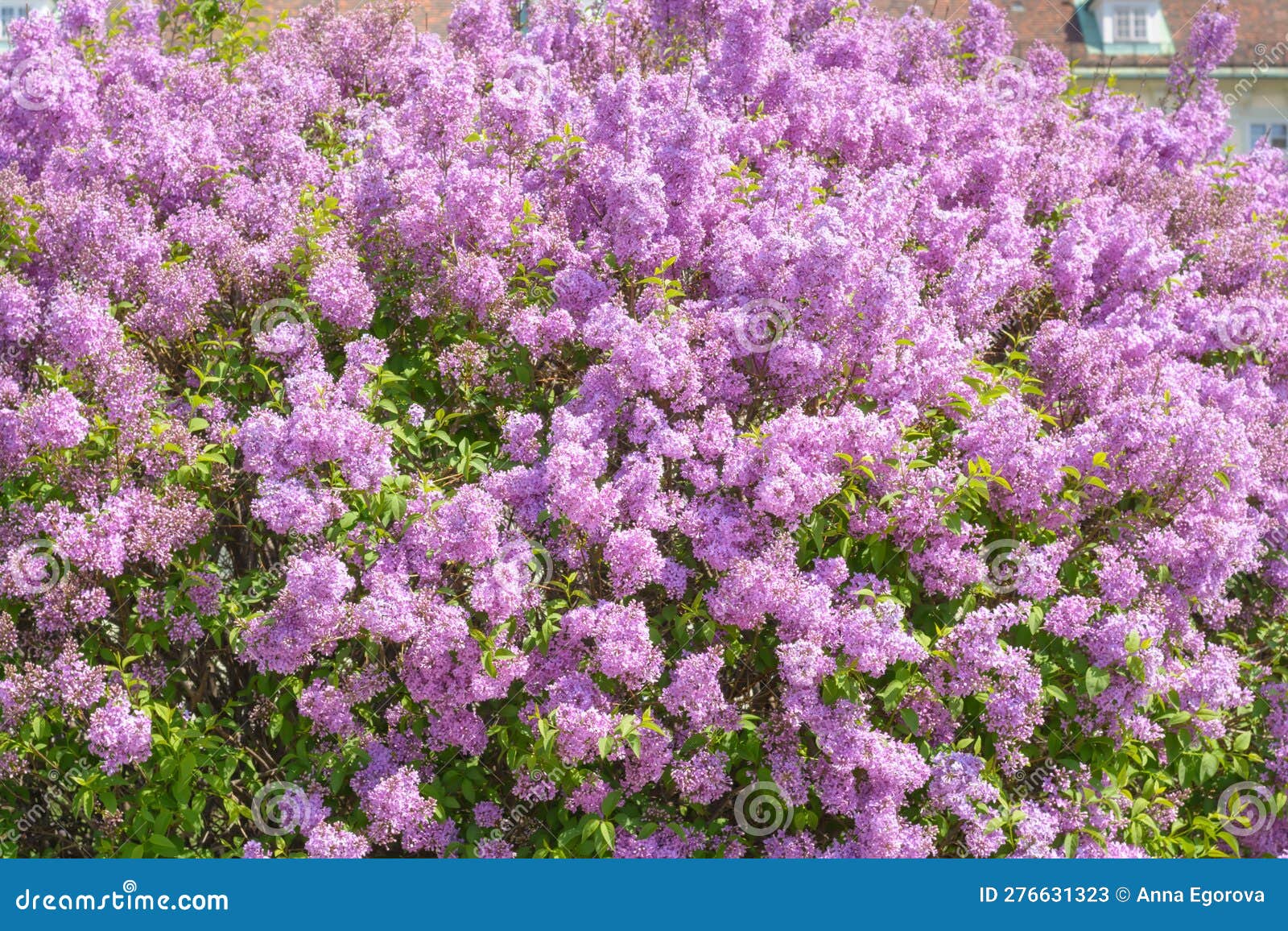 Large Bush of Persian Lilac with Purple Inflorescences Stock Image