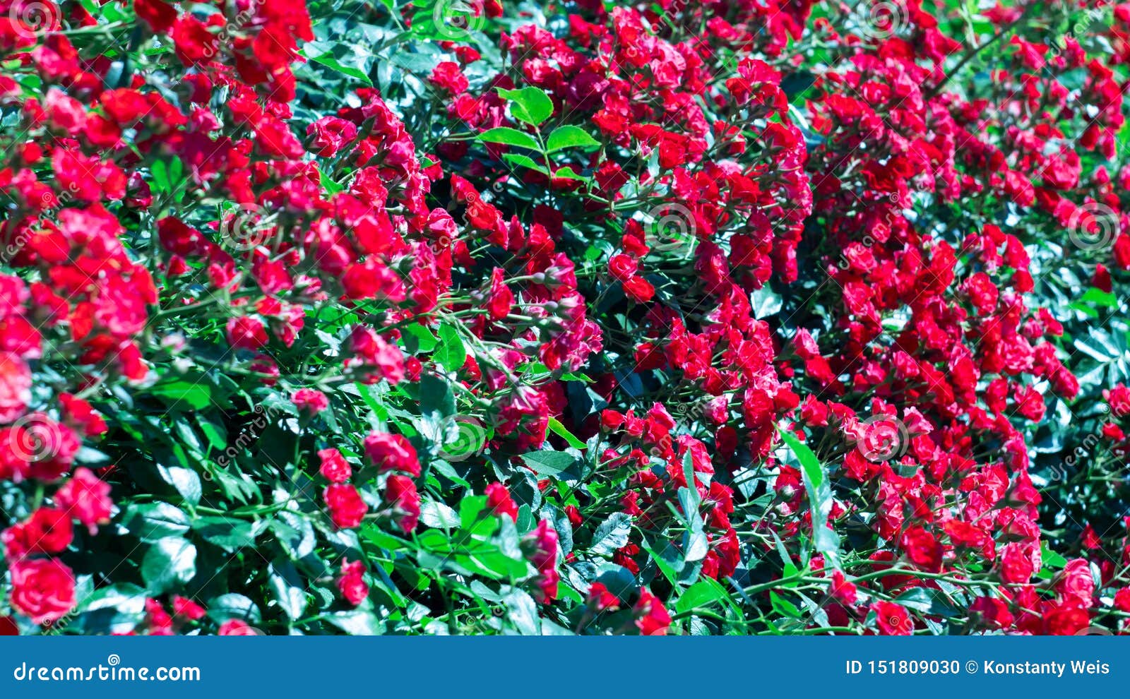 Large Bush of Red Flowers Bush in Bloom Stock Photo Image of leaf