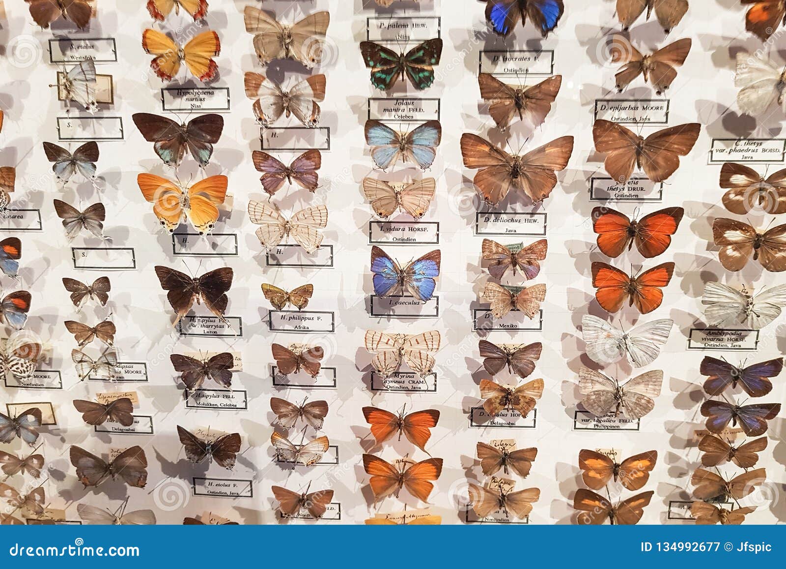 large butterfly collection