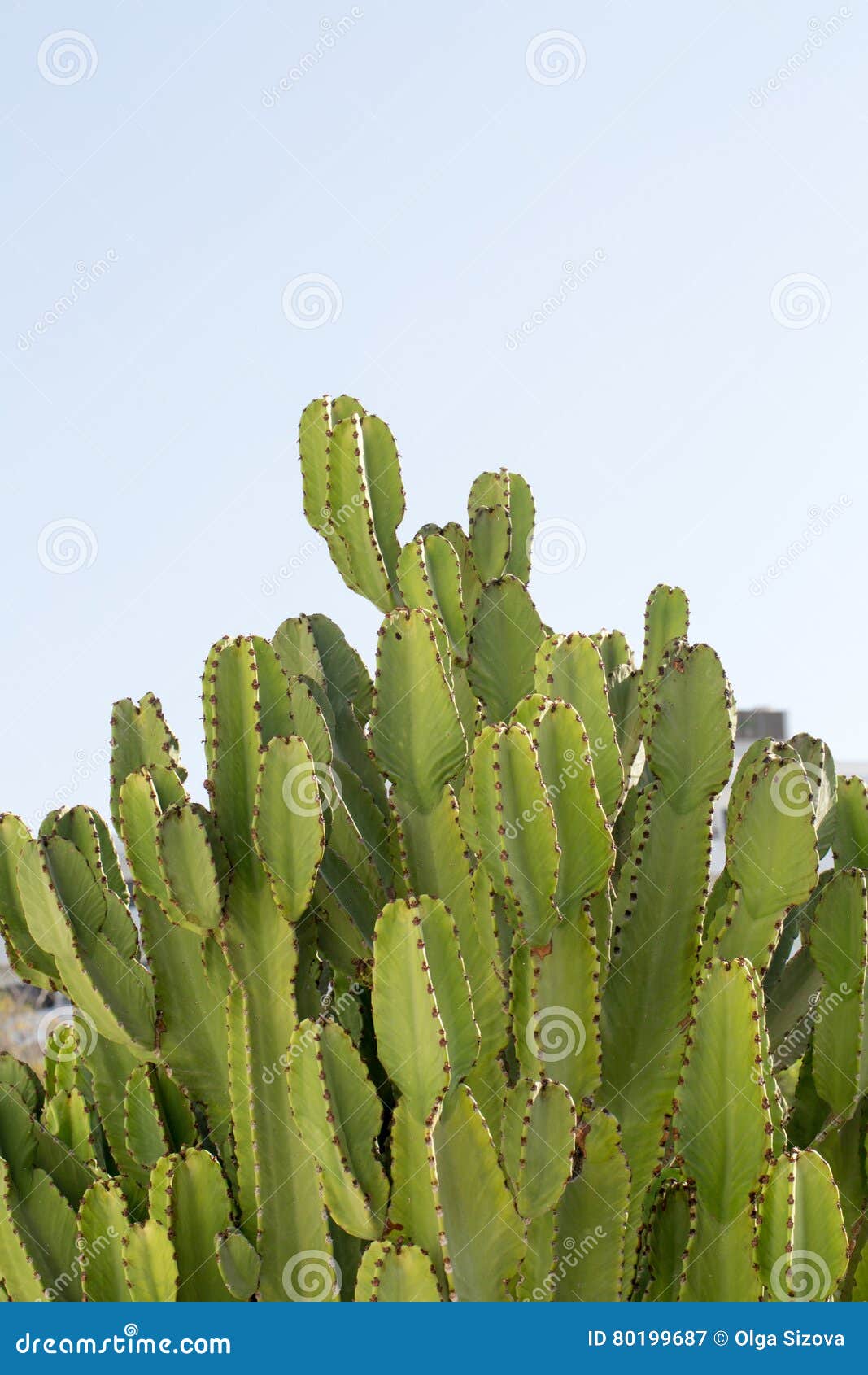 Large cactus from Cyprus stock image. Image of background 80199687