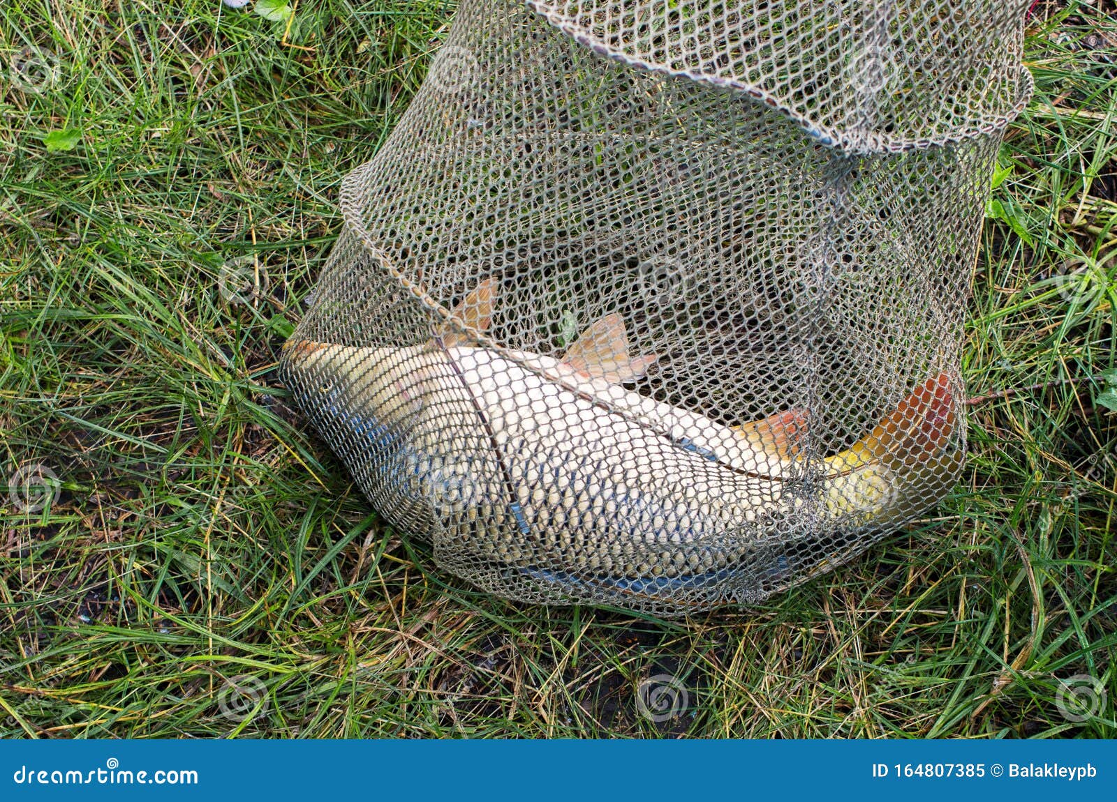 Large Carp Fish Caught in a Lake Stock Image - Image of grass