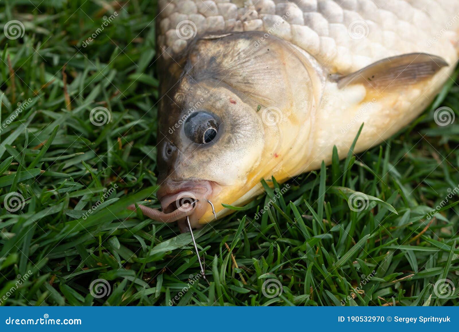 A Large Carp is Lying on the Grass. in the Mouth of the Fish is a Hook with  a Worm Stock Photo - Image of fishing, background: 190532970