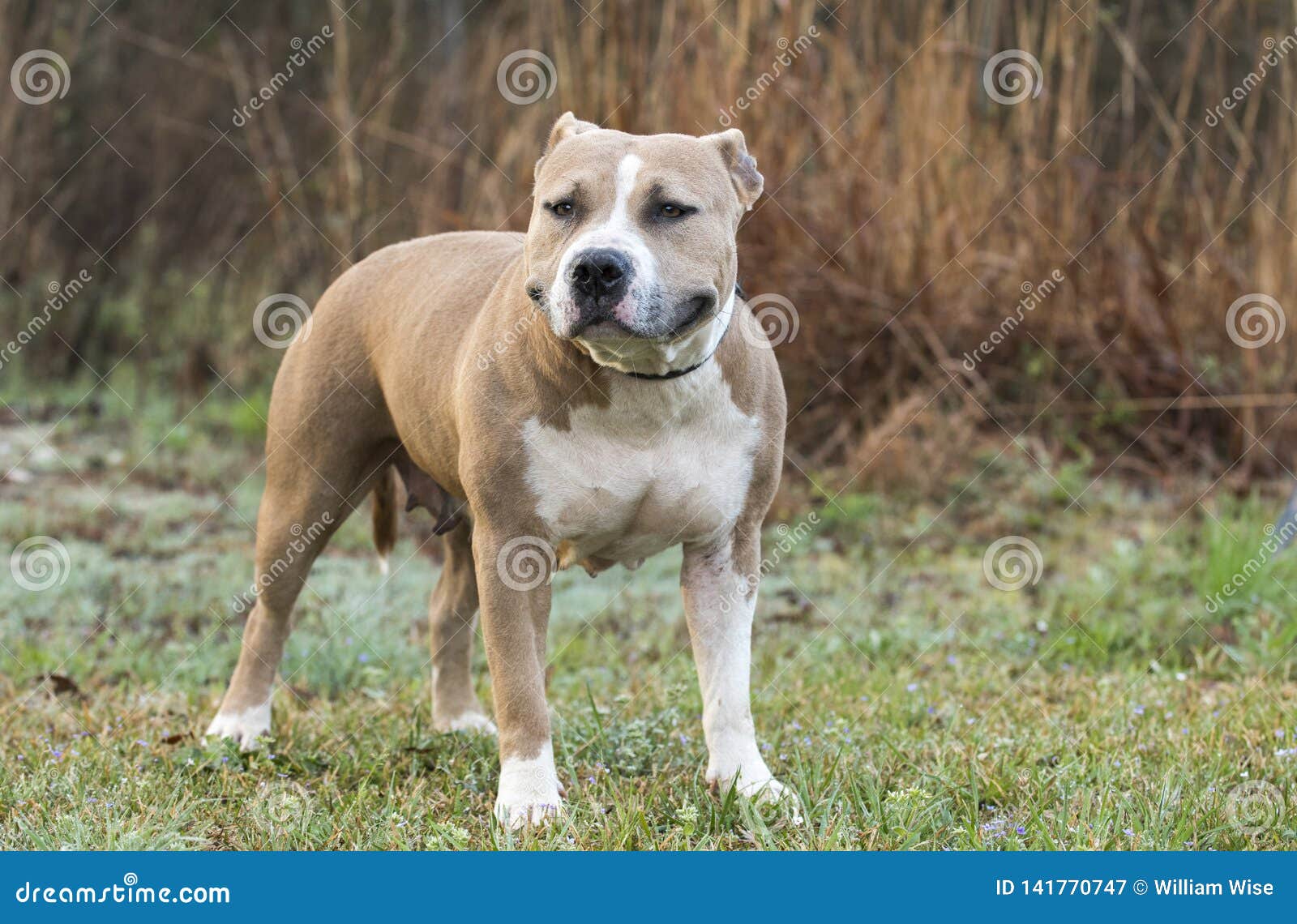 american staffordshire rescue