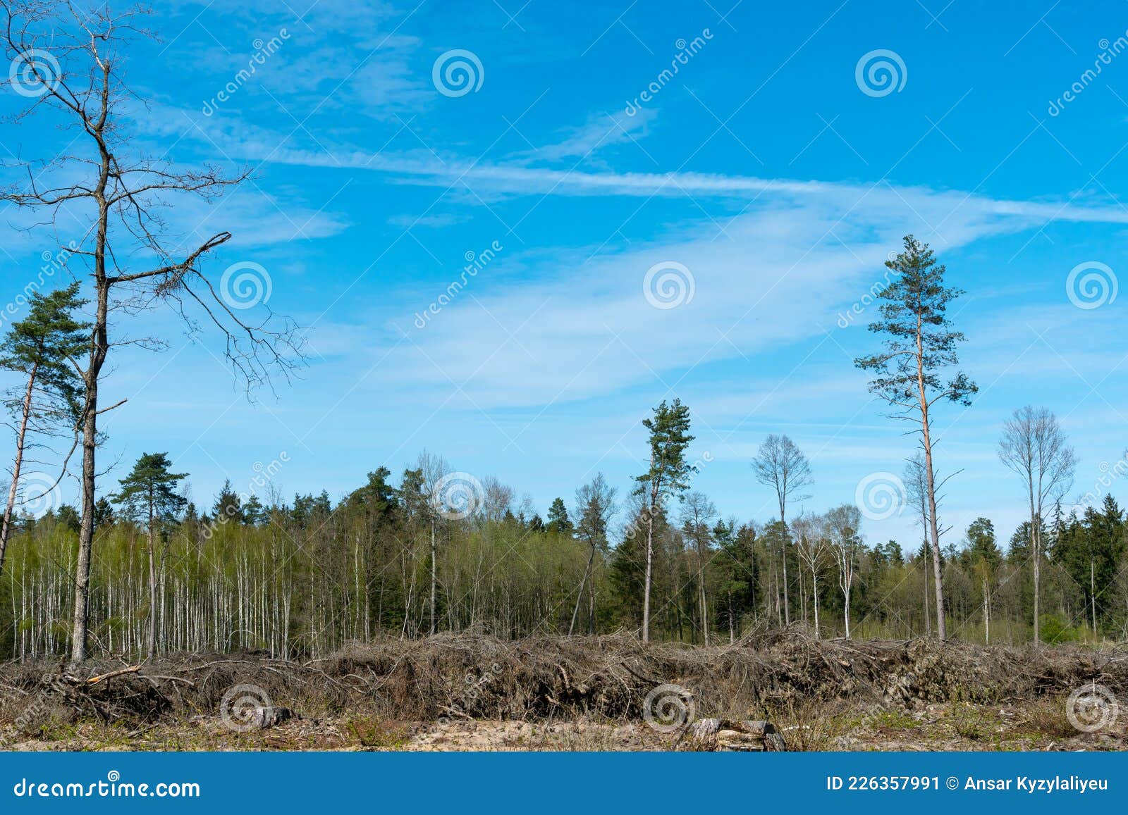 A Large Clearing with Stumps after Deforestation on the Background of a