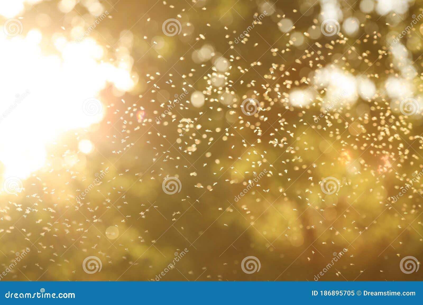 Gnats flying in light stock image. Image of nature, insect 186895705