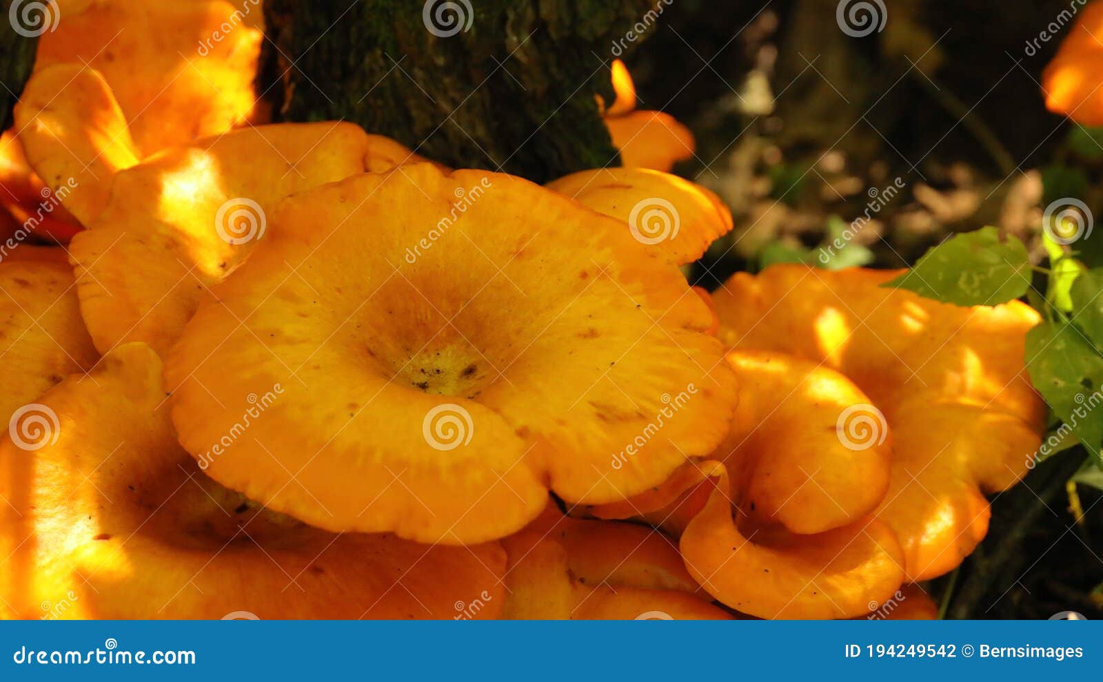 large cluster of wild jack-o-lantern mushrooms
