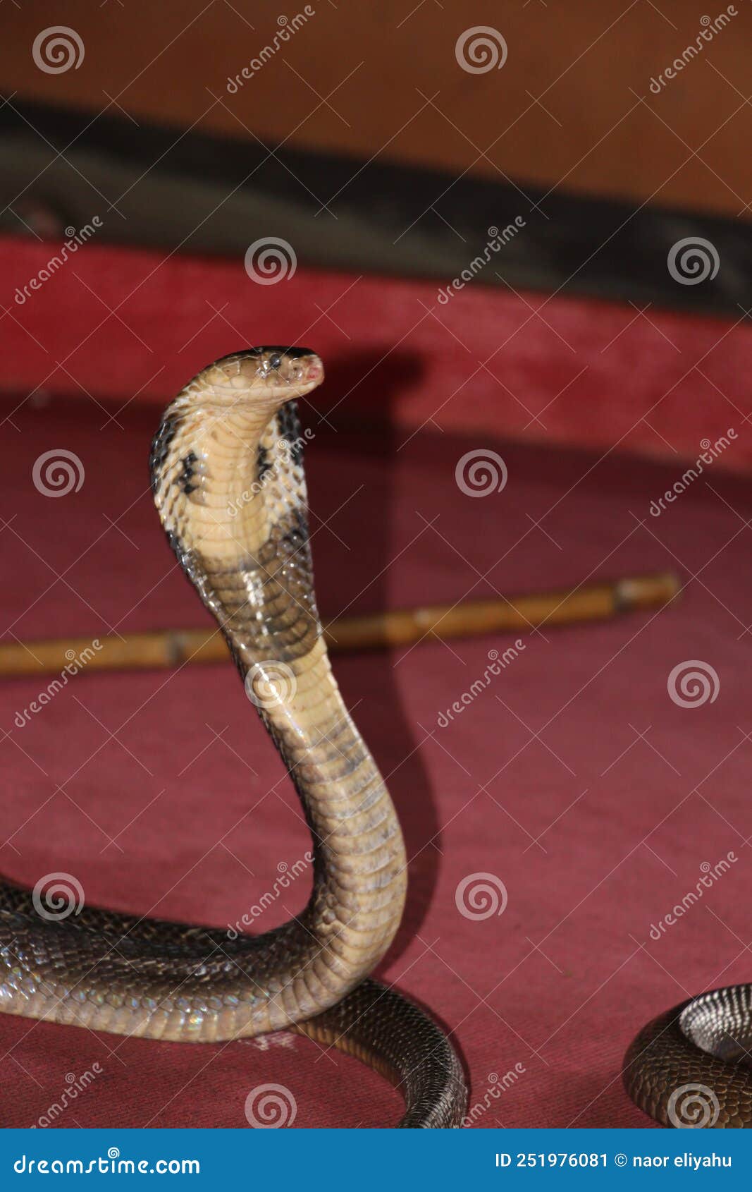 Large Cobra Snakes Dance the Flute Stock Image Image of flute, cobra