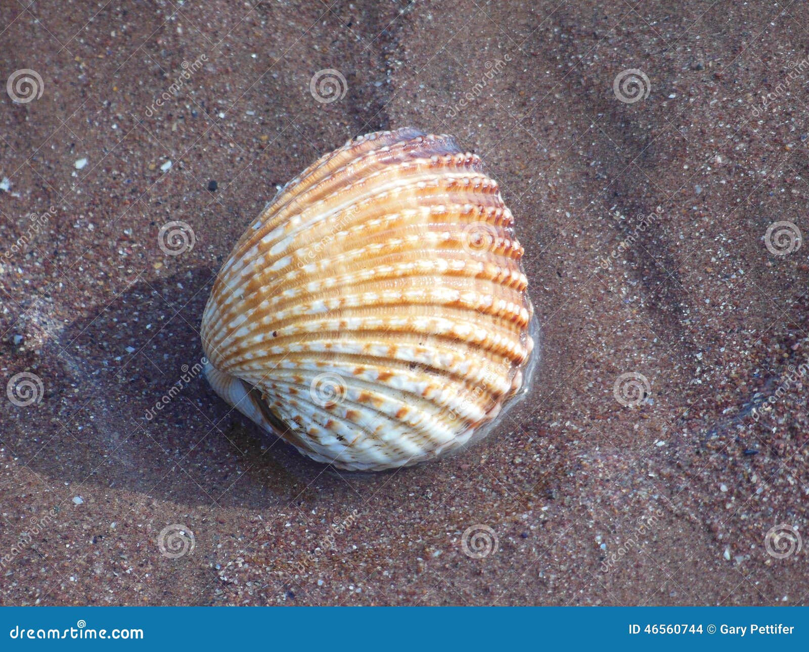 33+ Thousand Cockle Shell Royalty-Free Images, Stock Photos