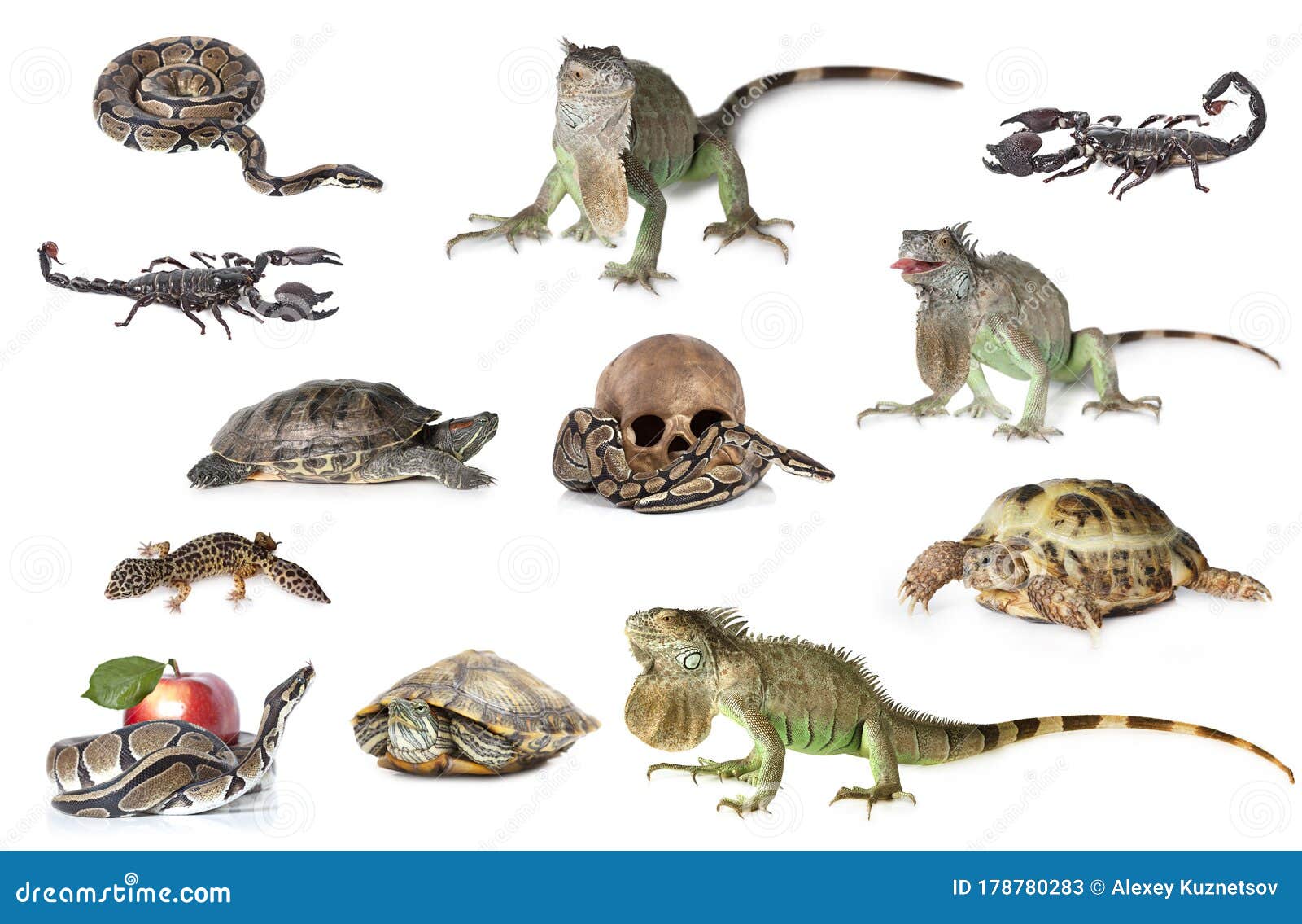 Large Collection of Reptile, Pets and Exotic Animals in Different Position  Stock Image - Image of natural, python: 178780283