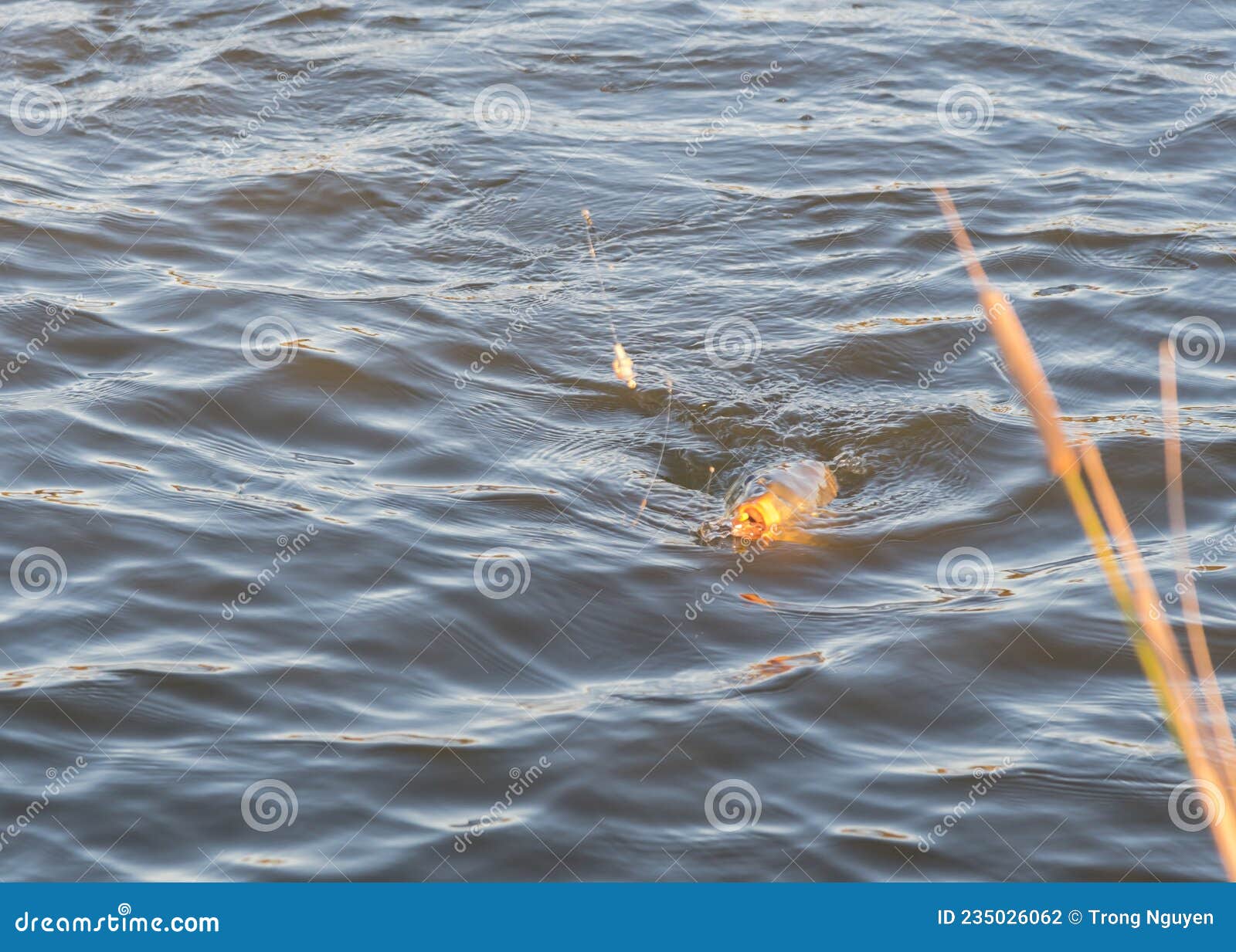 Large Common Carp Cyprinus Carpio on the Hook with Sweet Corn Baits and Circle  Hook High Low Rig Stock Photo - Image of mouth, river: 235026062